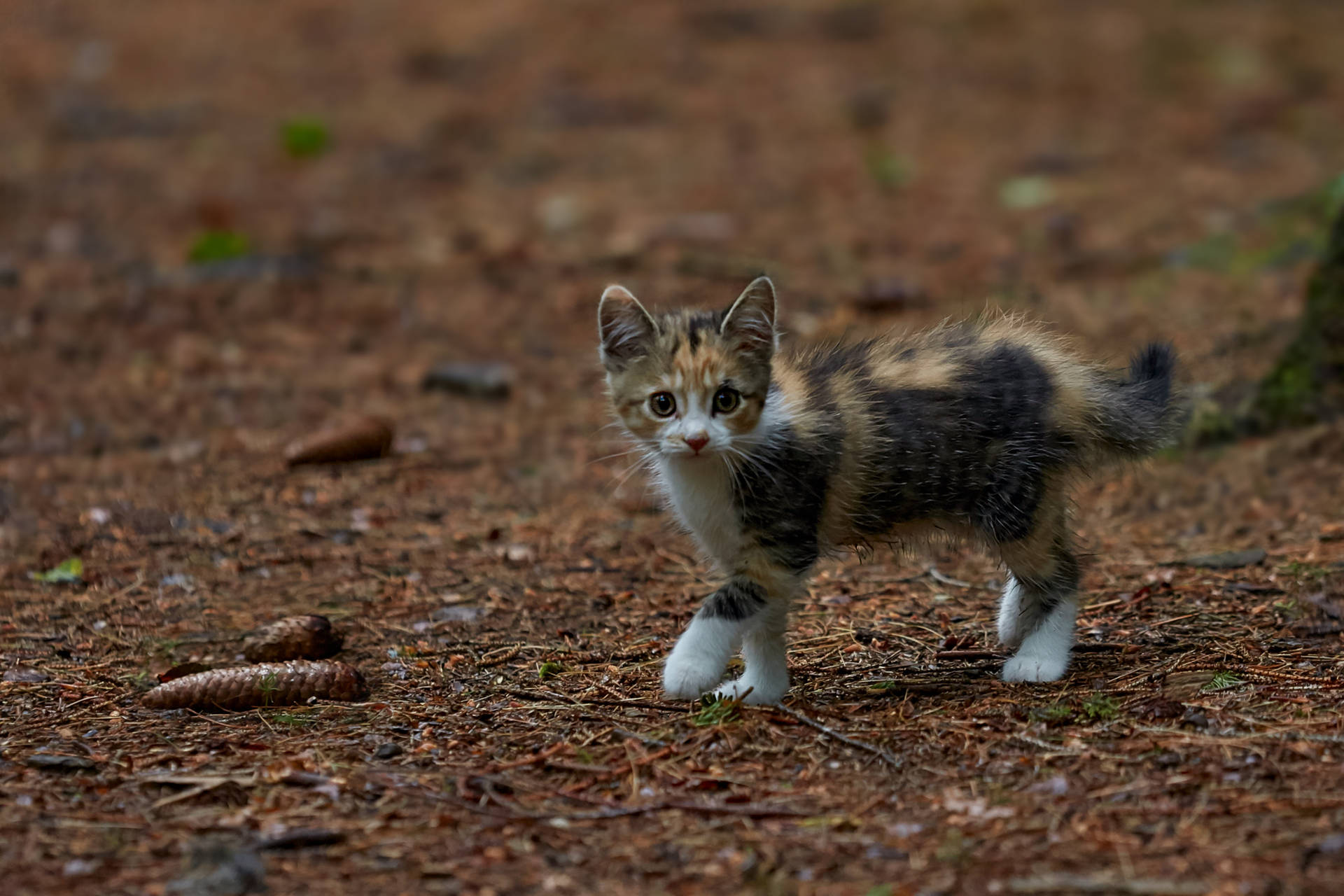 Cute Cat Brown Kitten Background