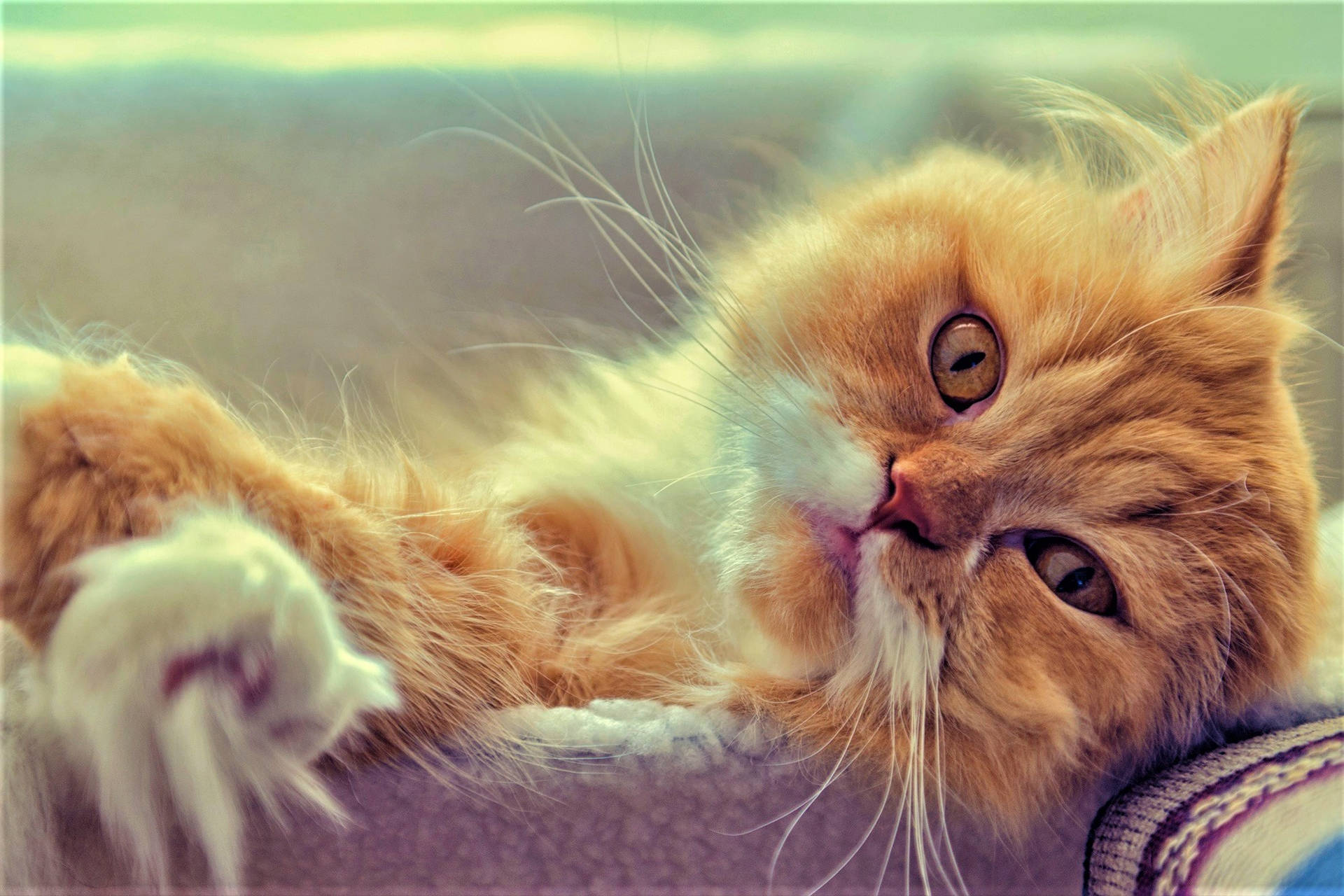 Cute Cat Brown Lying Background