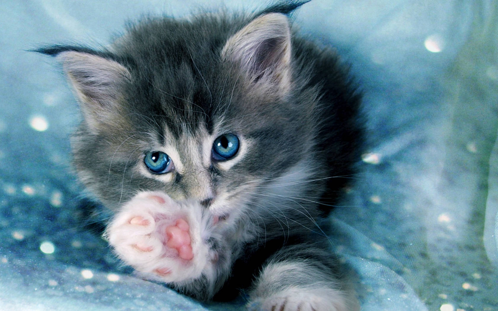 Cute Cat Charming Background