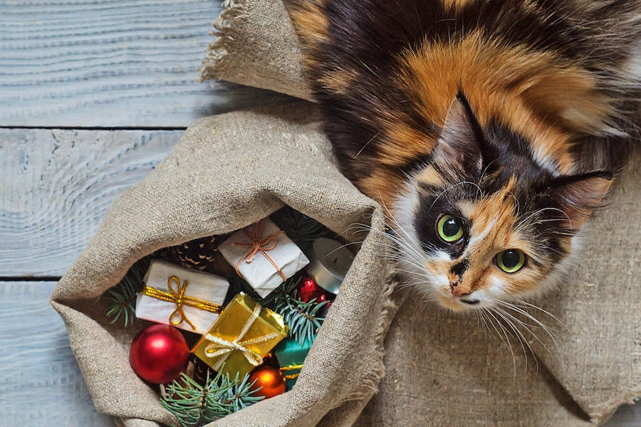 Cute Cat Christmas Presents Wallpaper