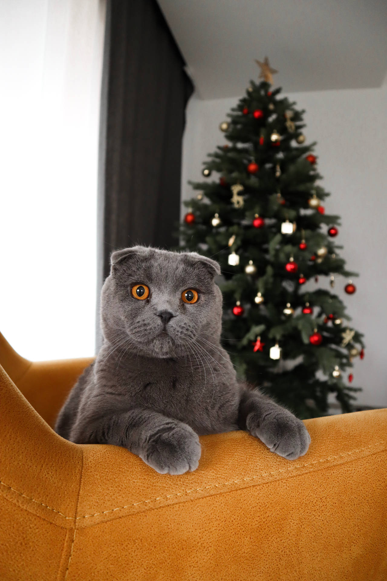 Cute Cat Christmas Tree Background