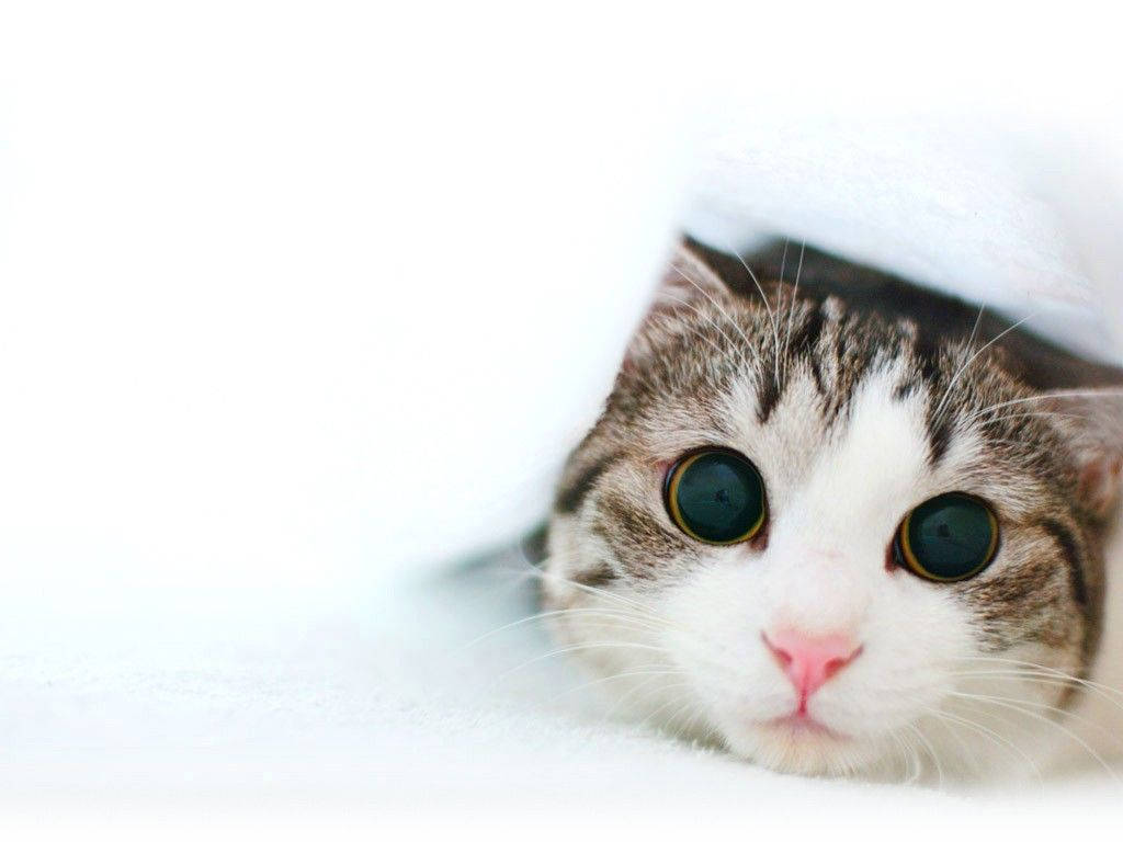 Cute Cat Eyes