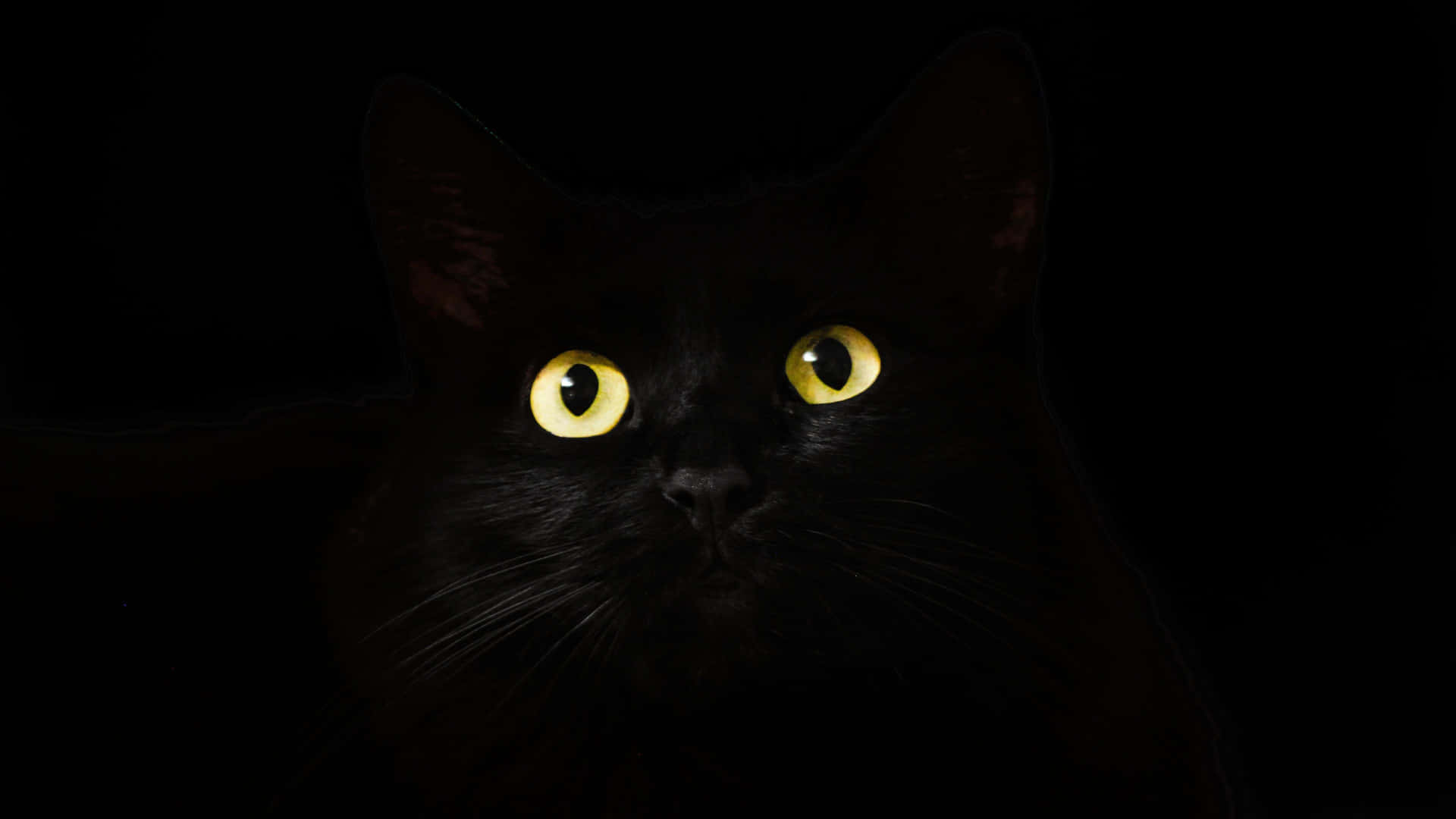 Cute Cat Eyes Black Cat Background