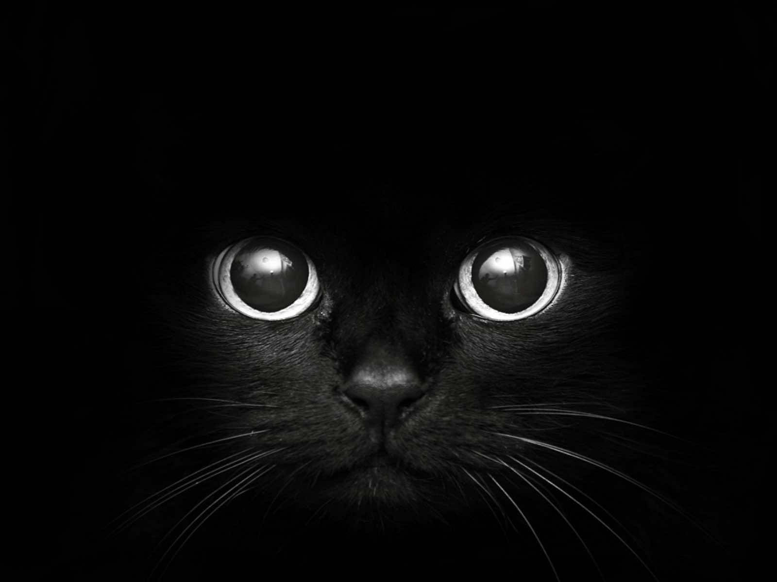 Cute Cat Face Black Mac Picture