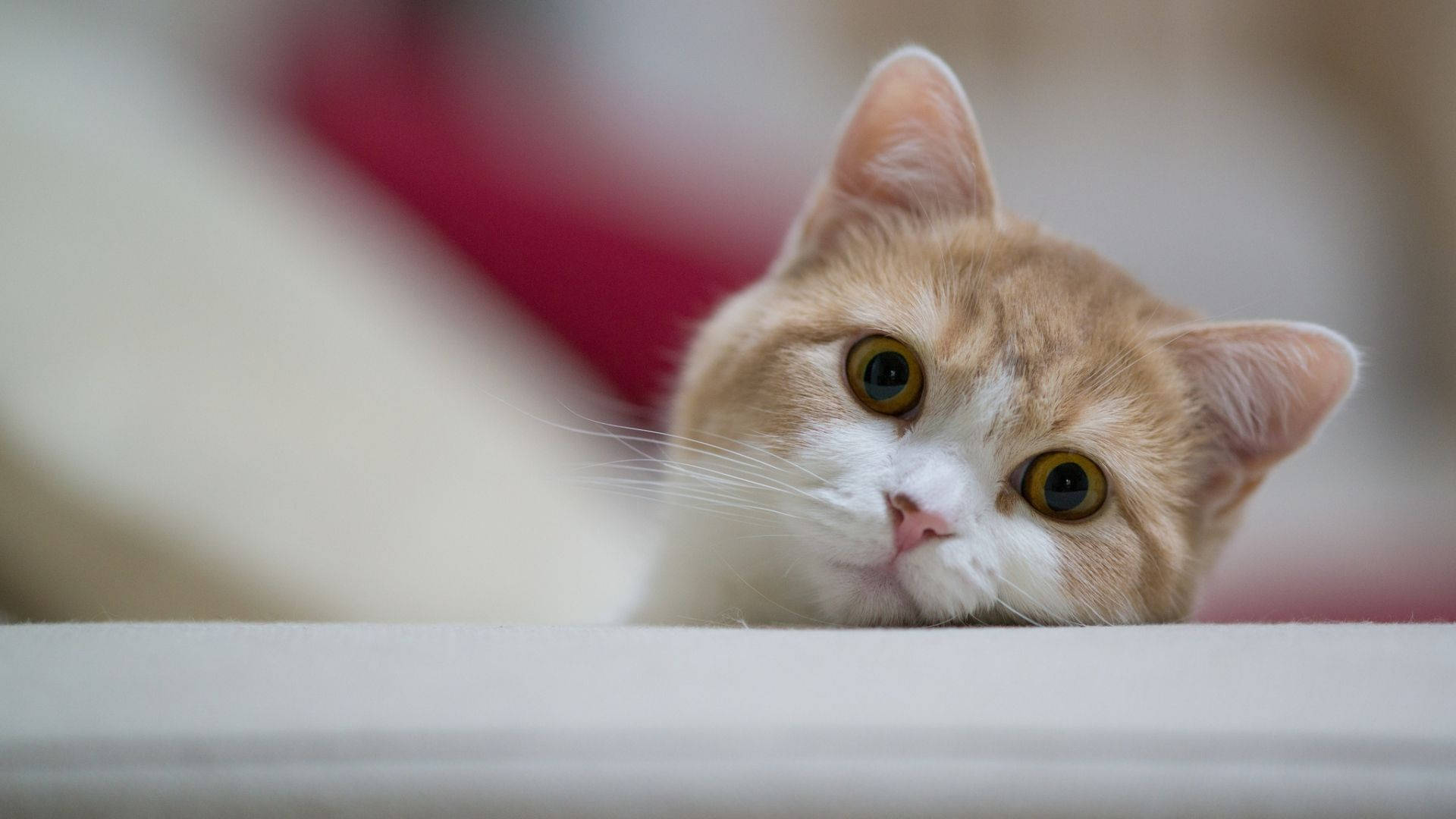 Cute cat with big yellow eyes, laying his head on a white table with his eyes looking at you.