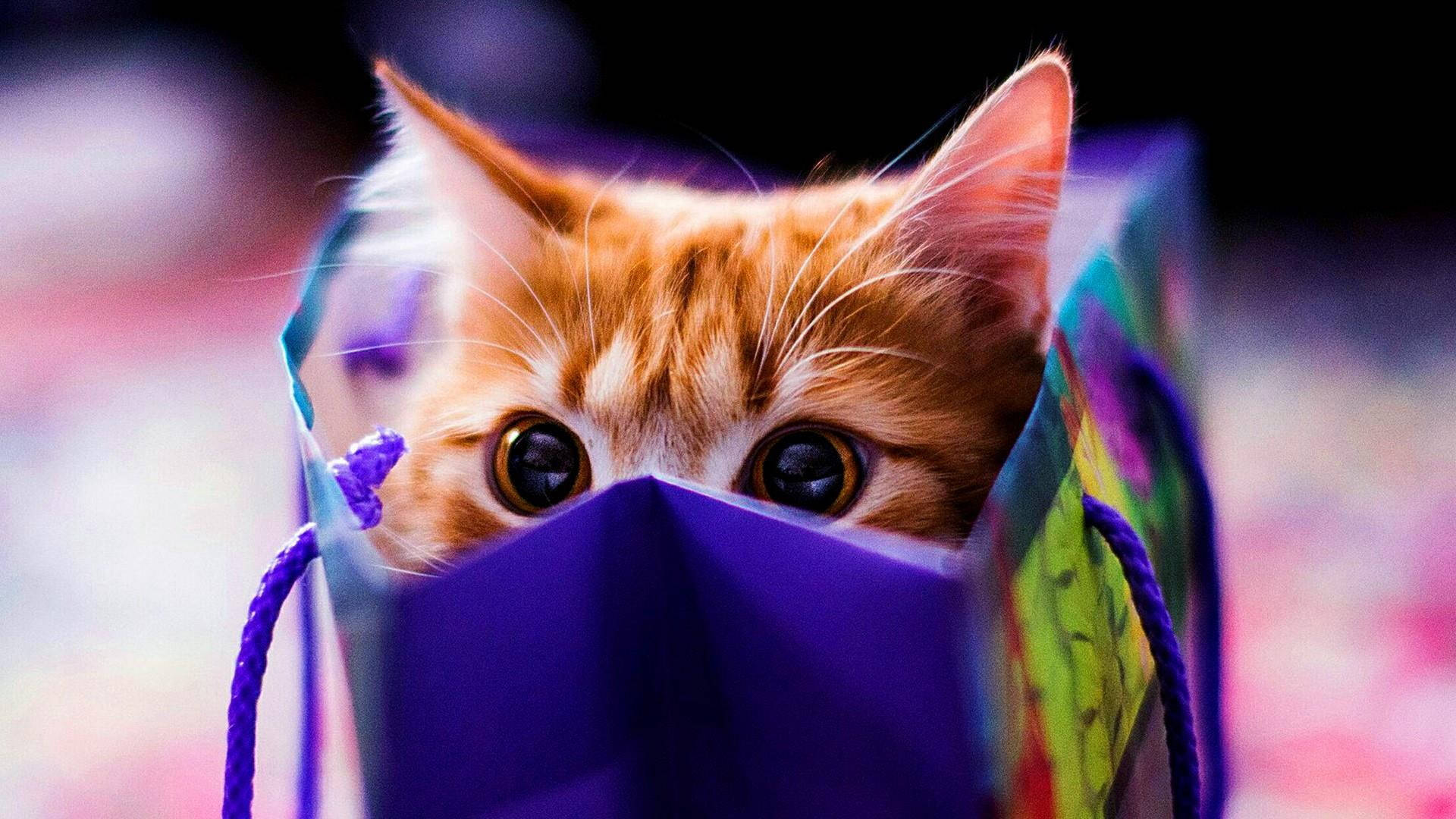 Cute Cat Hd Hiding Bag Wallpaper