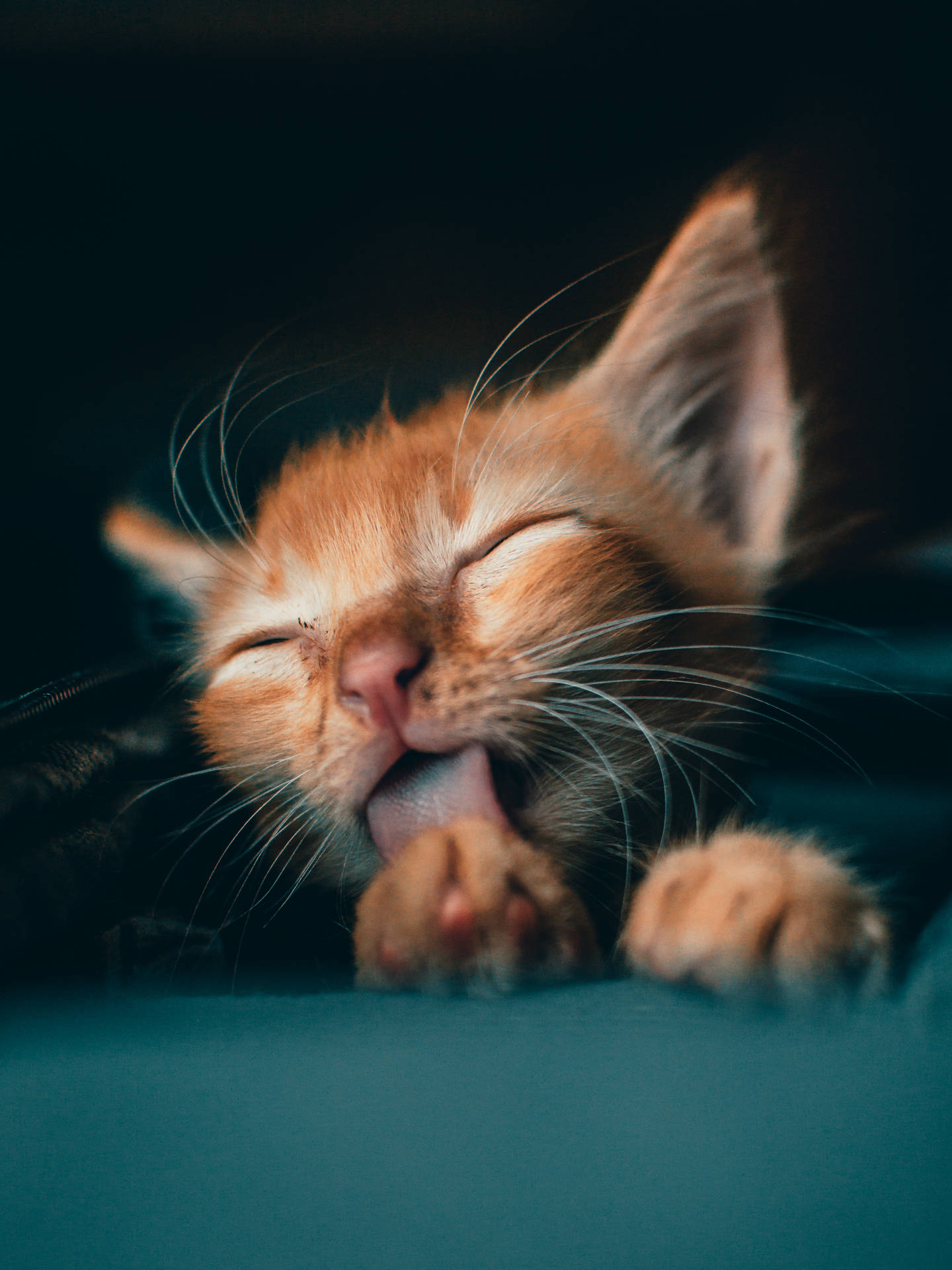 Cute Cat Hd Licking Paws Wallpaper