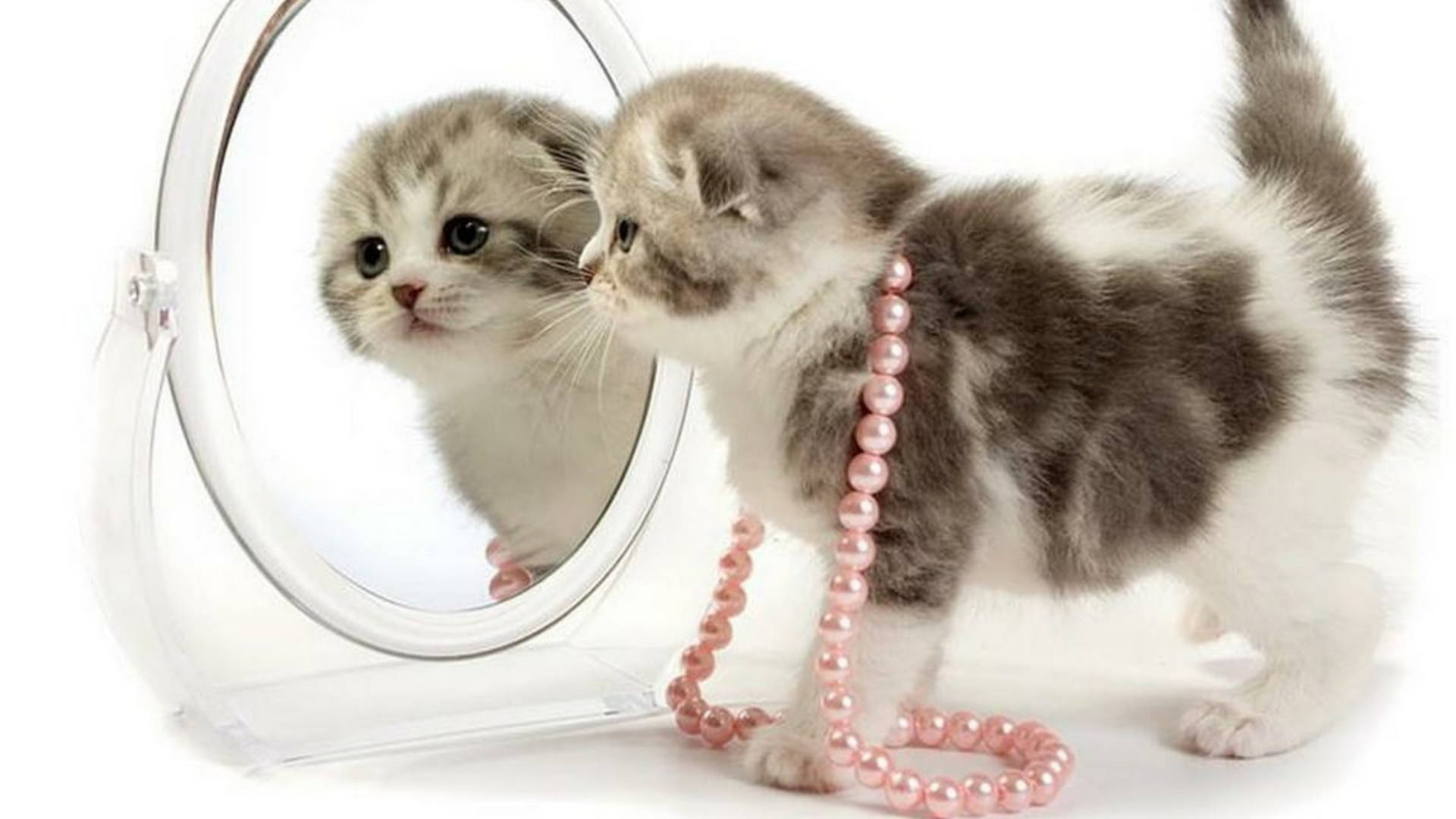 Cute Cat Hd Mirror Wallpaper