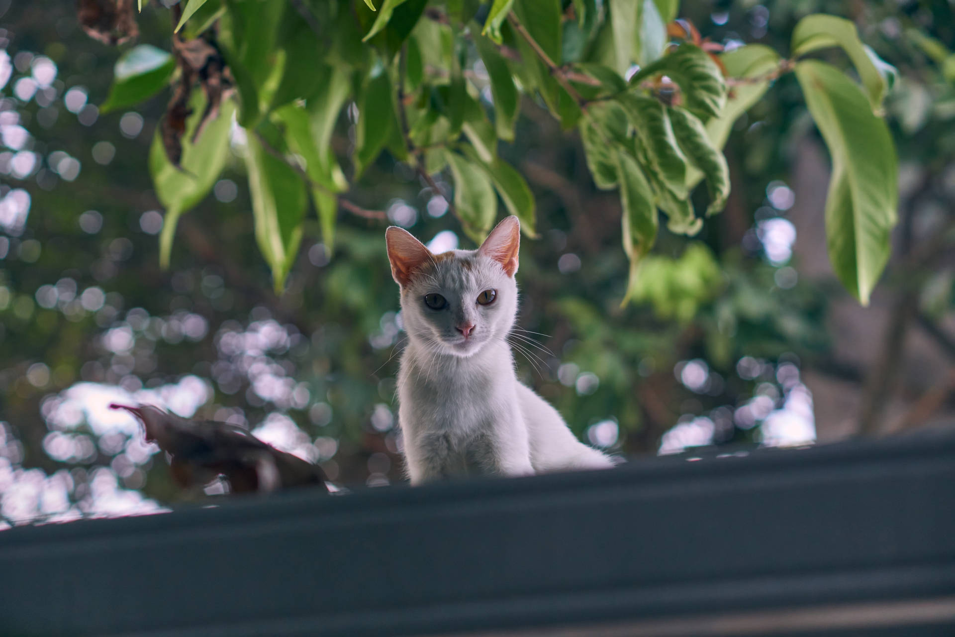 Cute Cat Hd On Roof Wallpaper