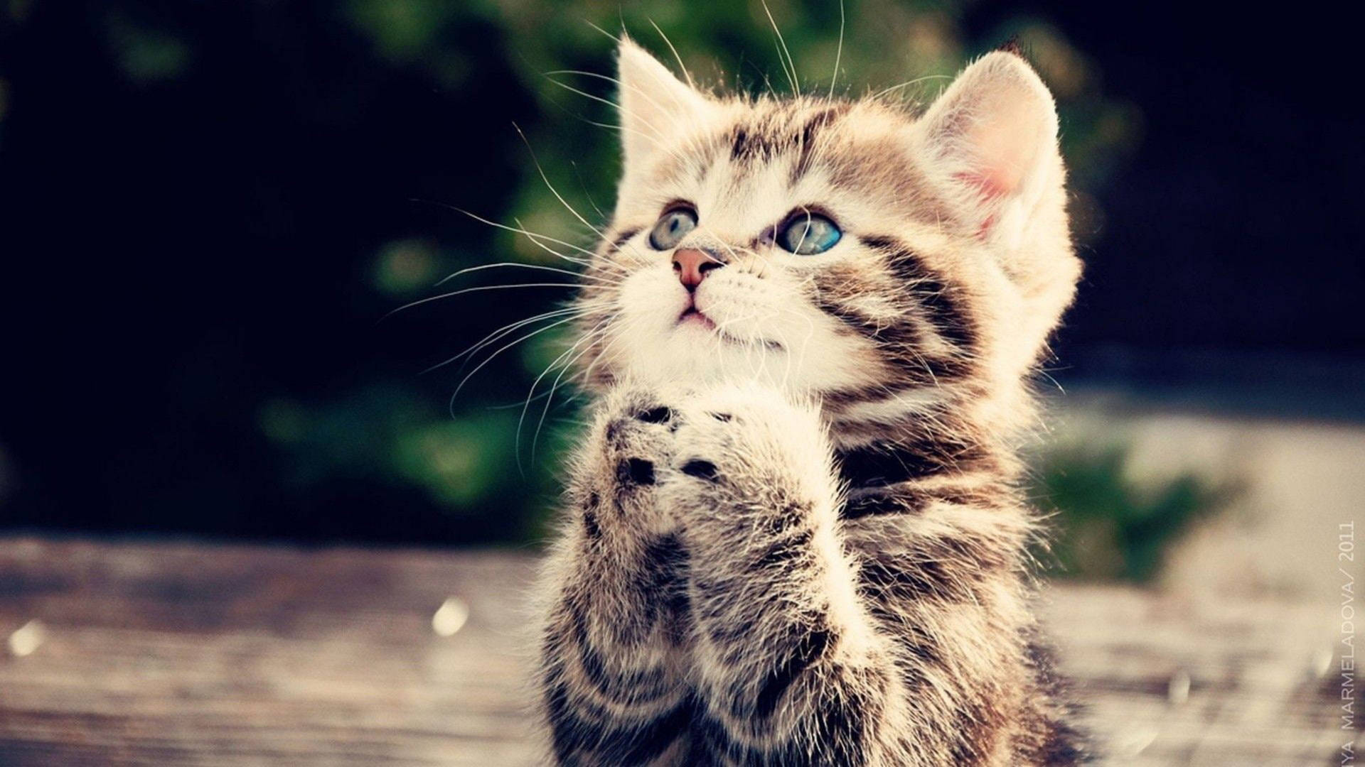 Cute Cat Hd Praying Wallpaper