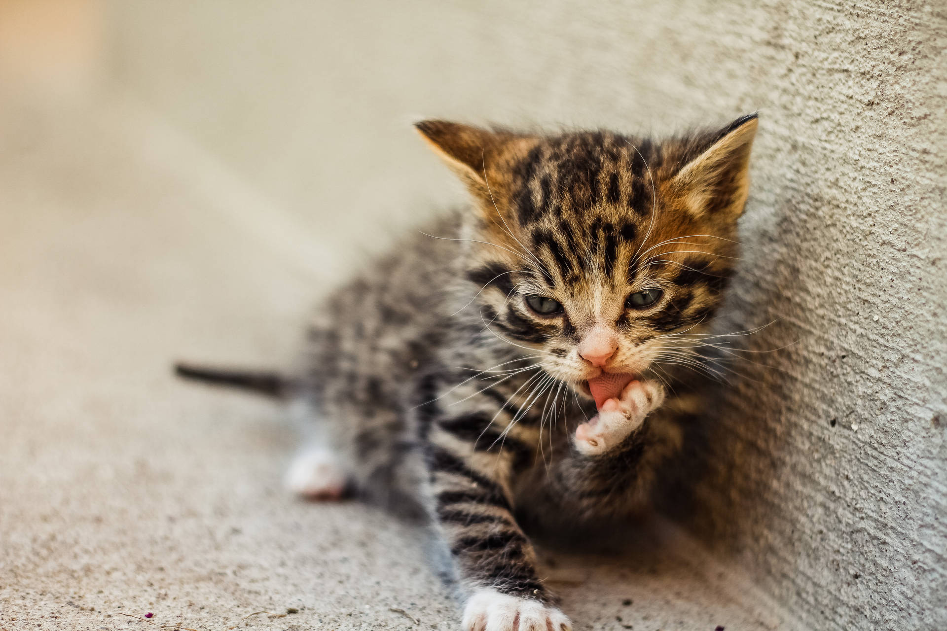 Cute Cat Hd Striped Kitten Wallpaper