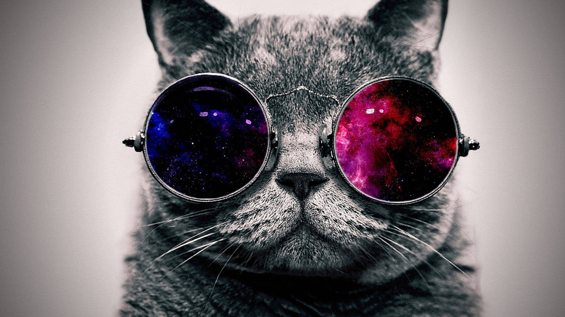 Cute Cat Hd Sunglasses Wallpaper