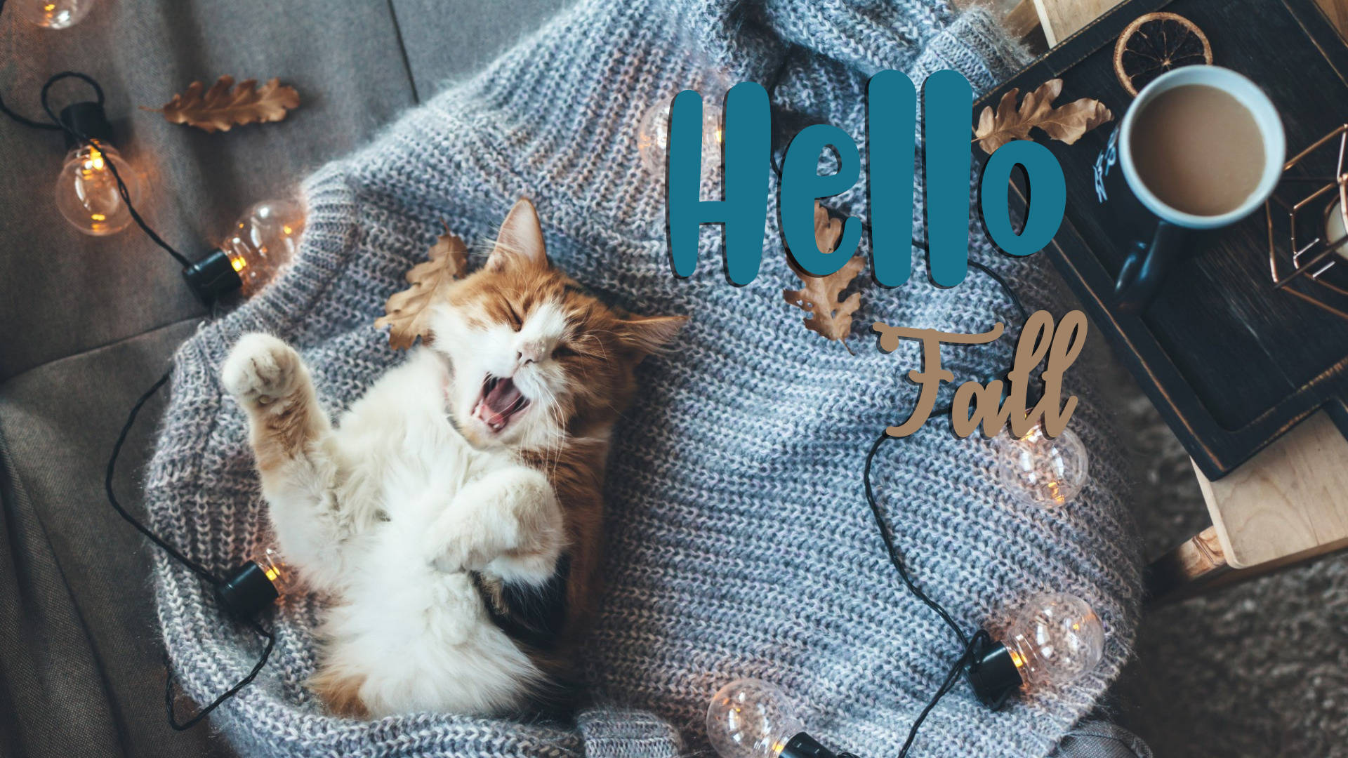 Cute Cat Hello Fall Wallpaper