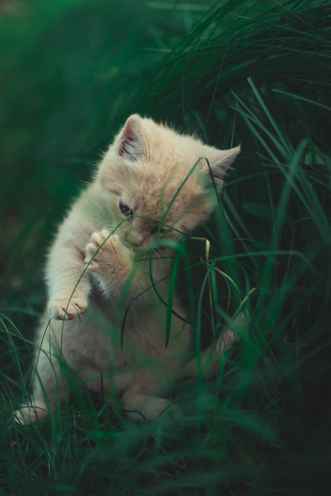 Cute Cat In Grass