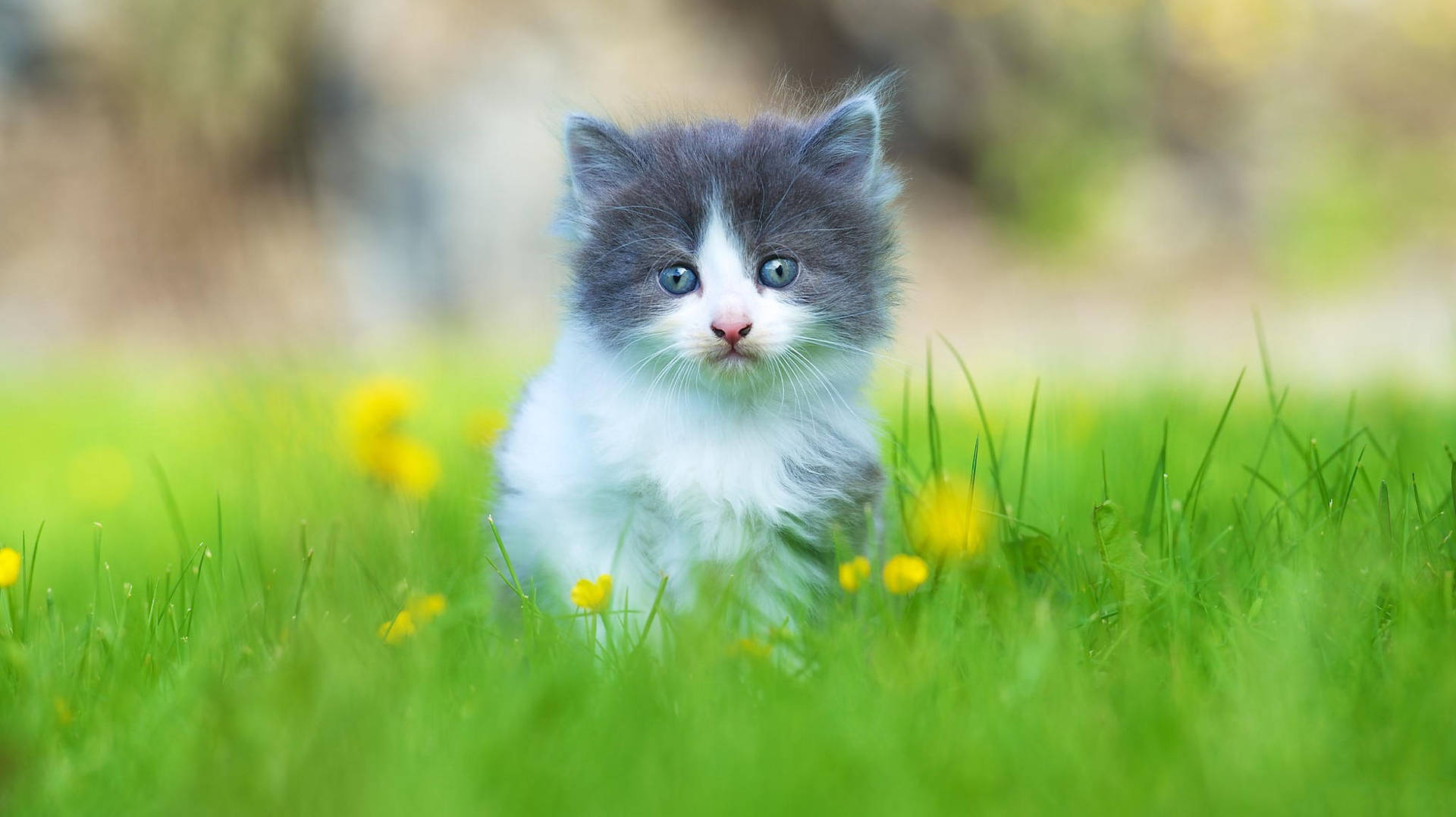 Cute Cat In Grass