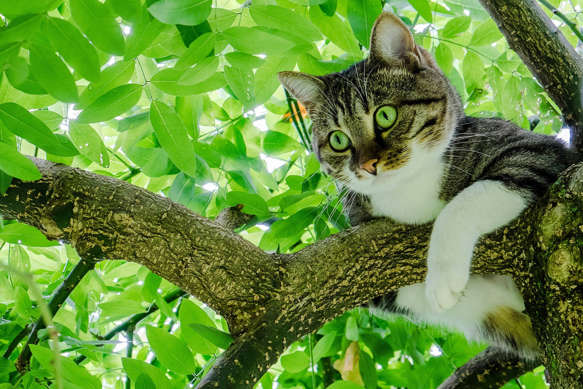 Cute Cat In The Branch