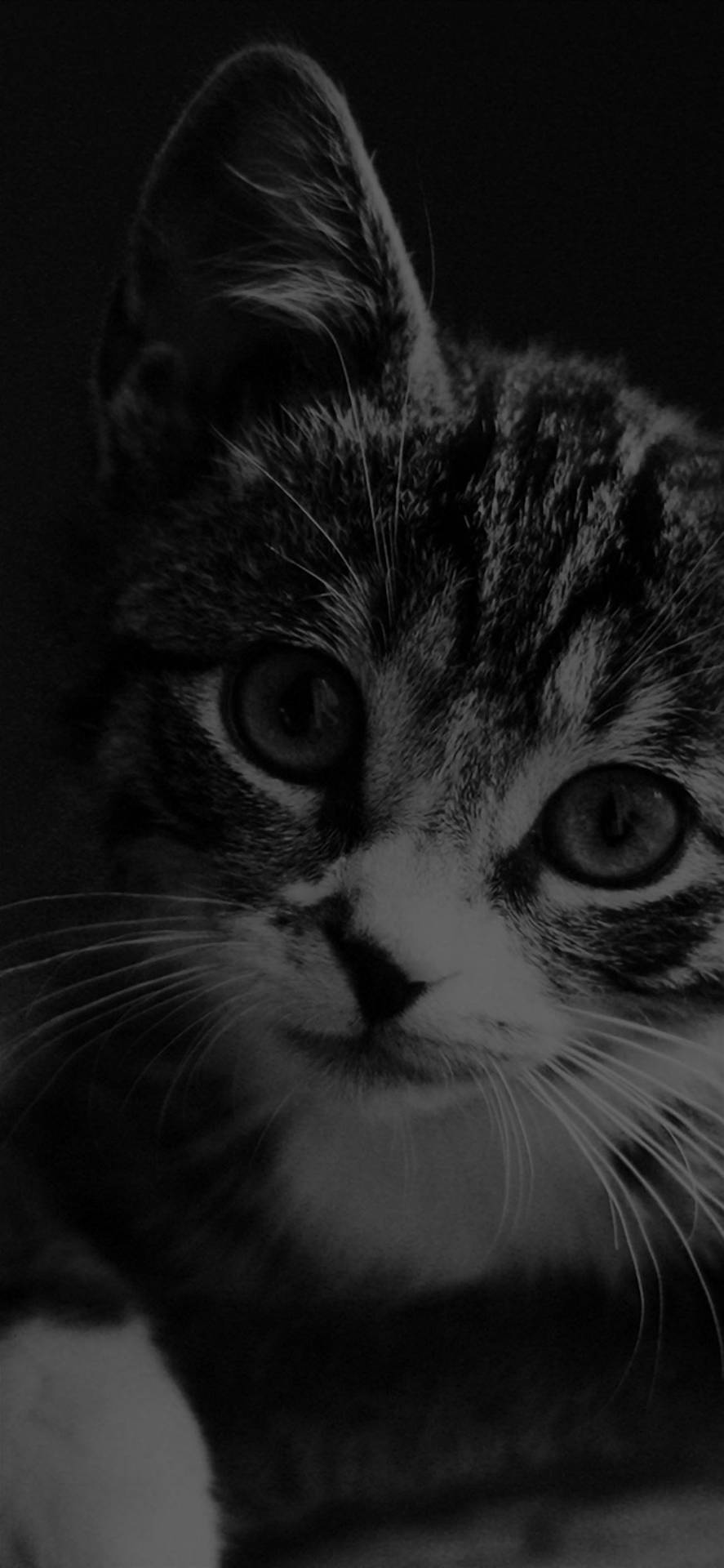 Cute Cat iPhone Dark Wallpaper
