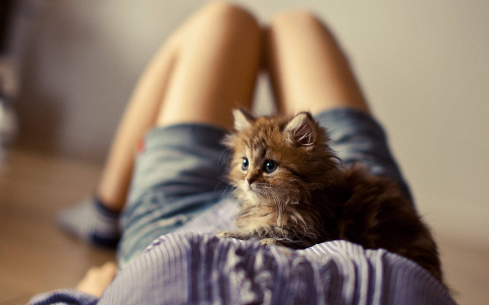 Cute Cat Love Belly Wallpaper