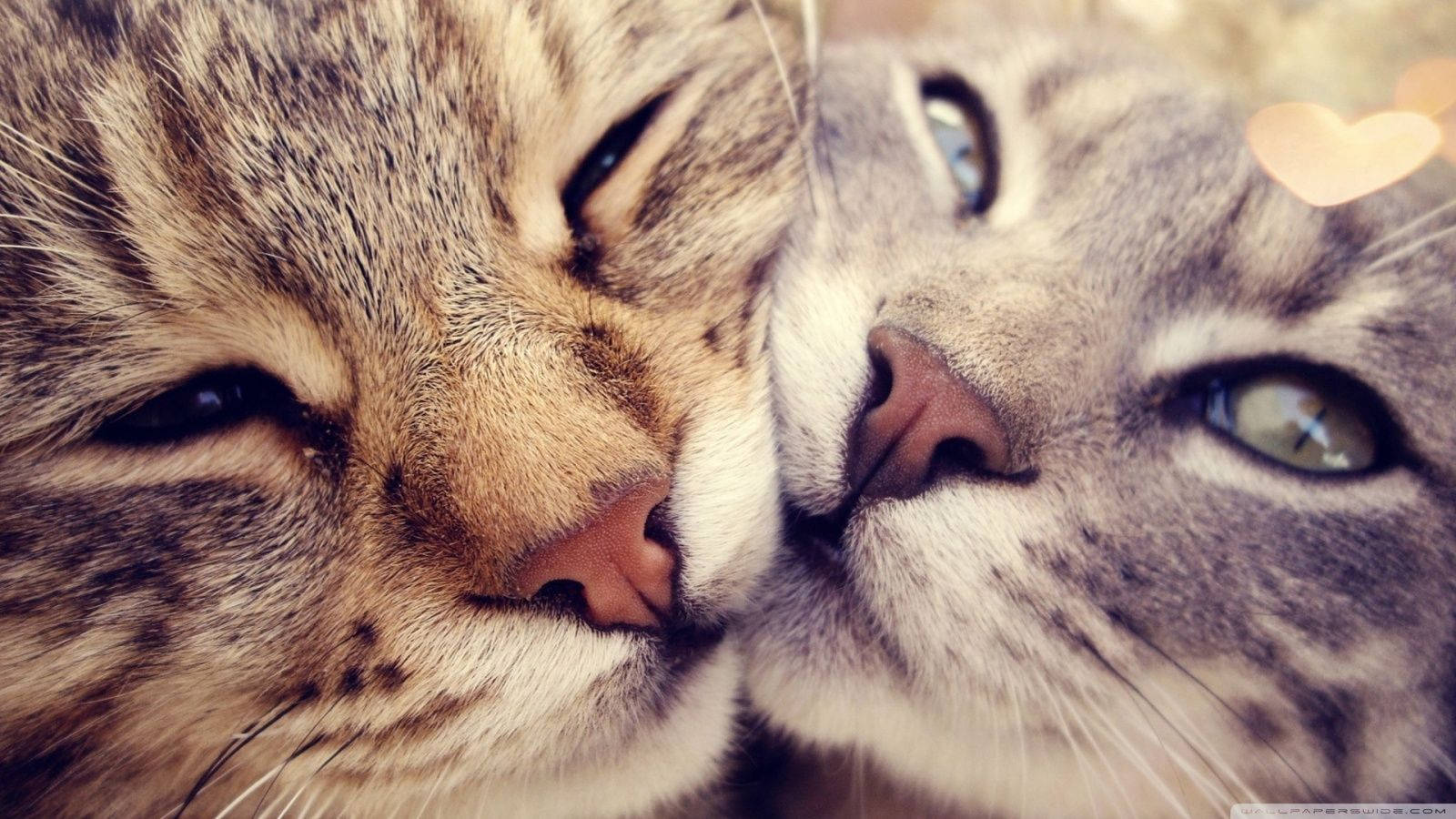 Cute Cat Love Faces Wallpaper