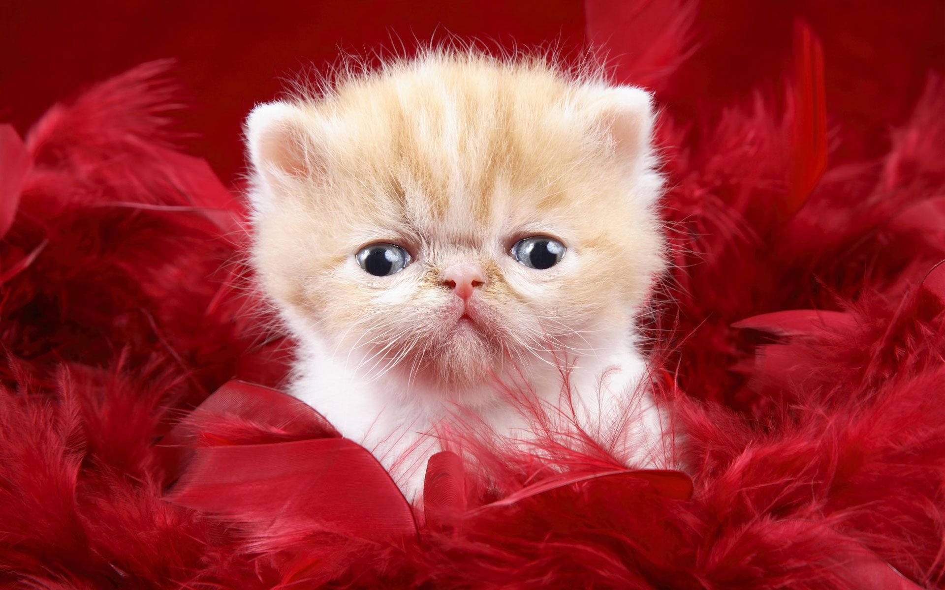 Cute Cat Love Feathers Wallpaper