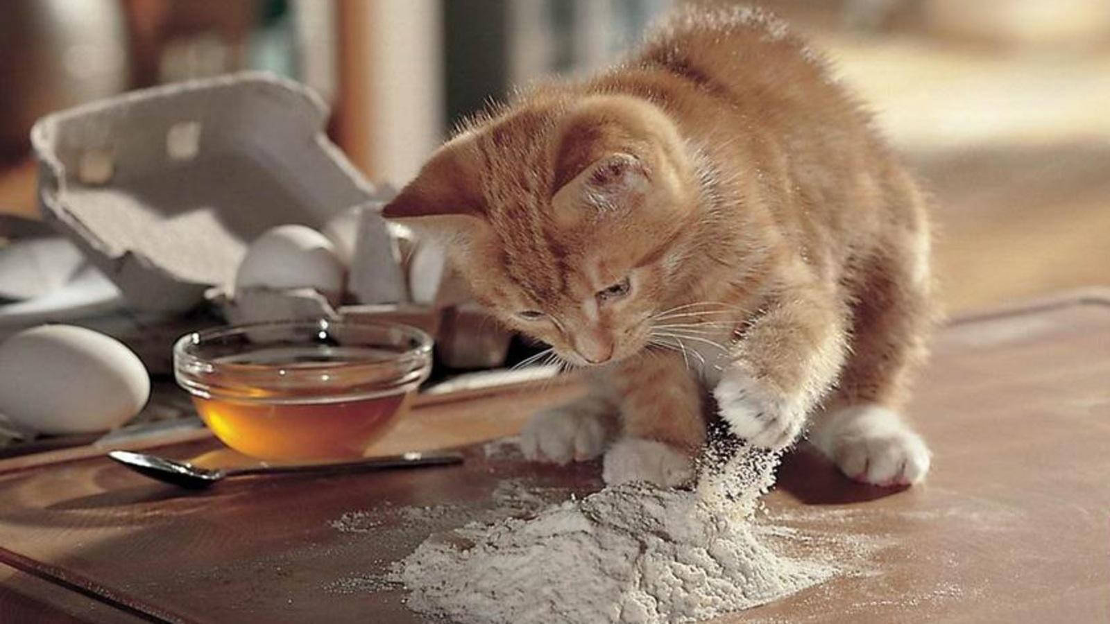 Cute Cat Love Flour Wallpaper