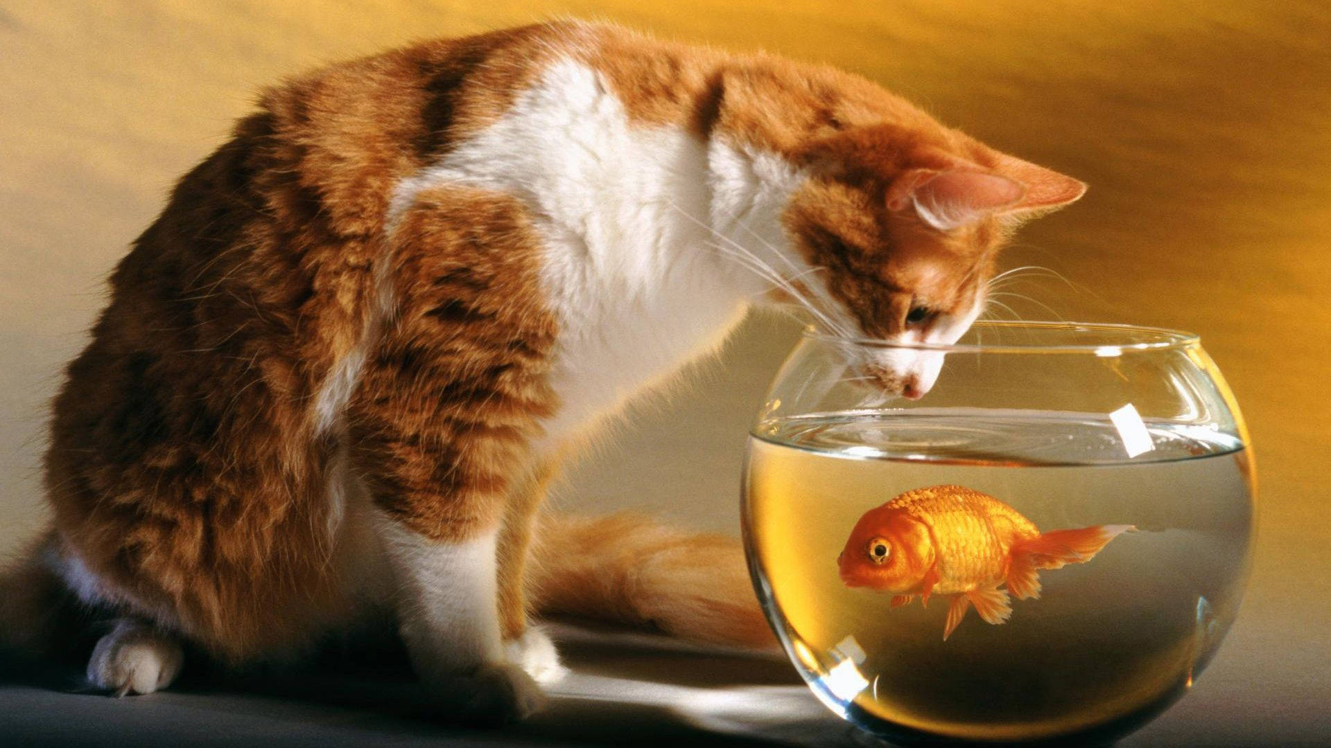 Cute Cat Love Goldfish Wallpaper