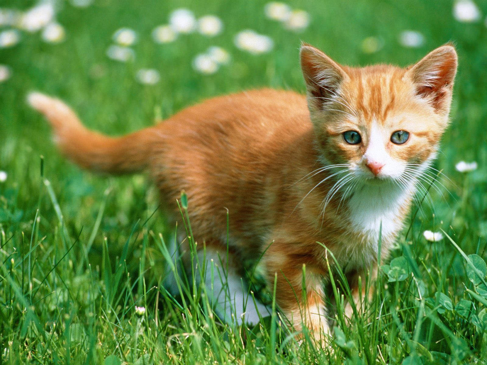 Cute Cat Love Grass Wallpaper