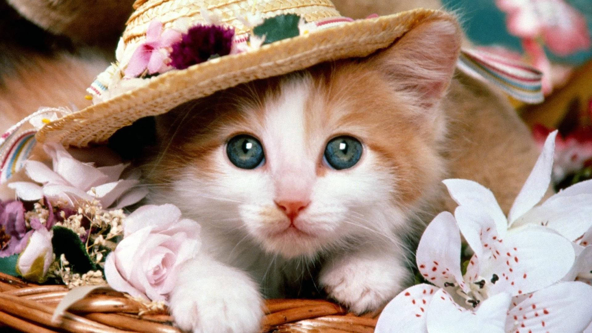 Cute Cat Love Hat Wallpaper