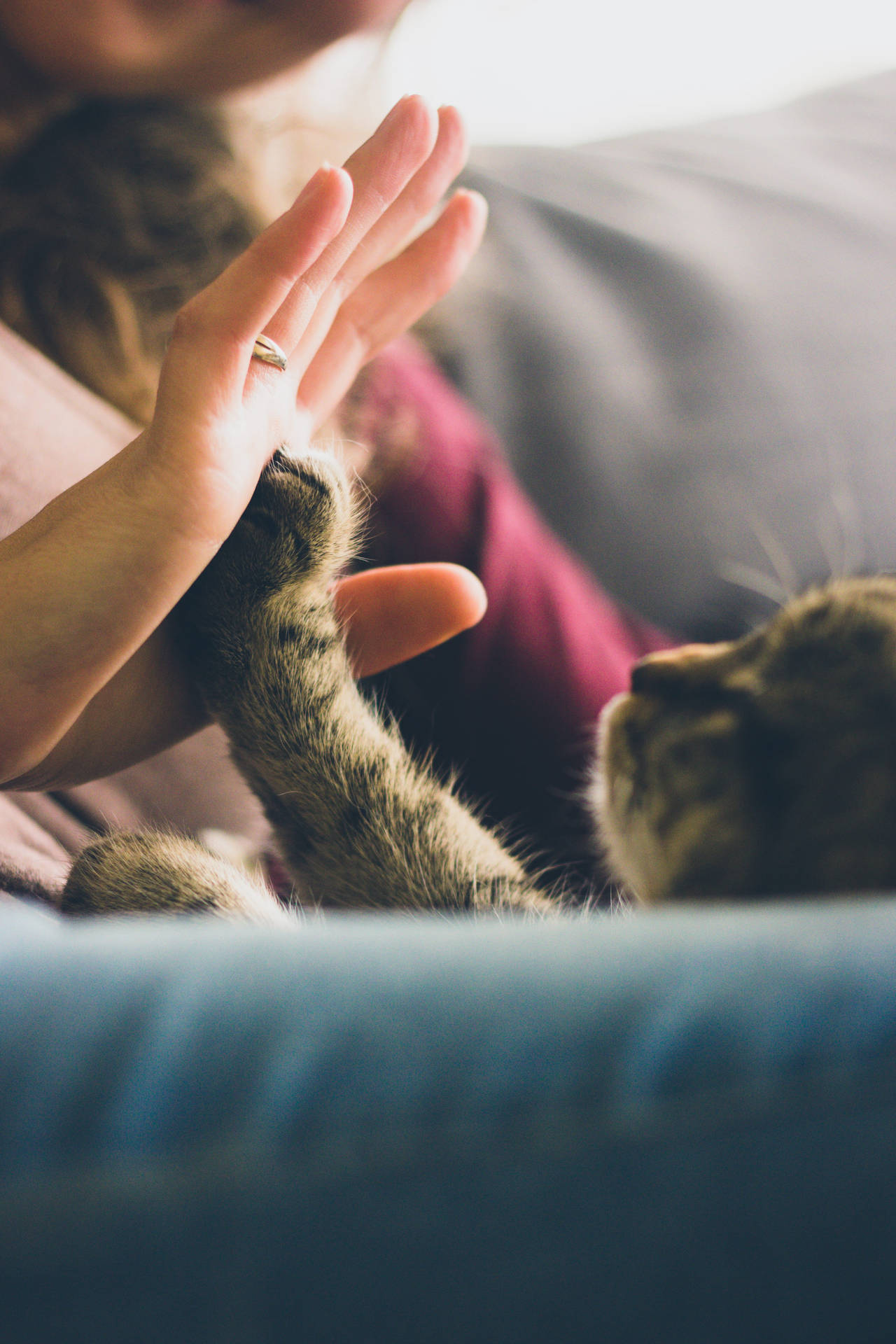 Cute Cat Love High-five Wallpaper