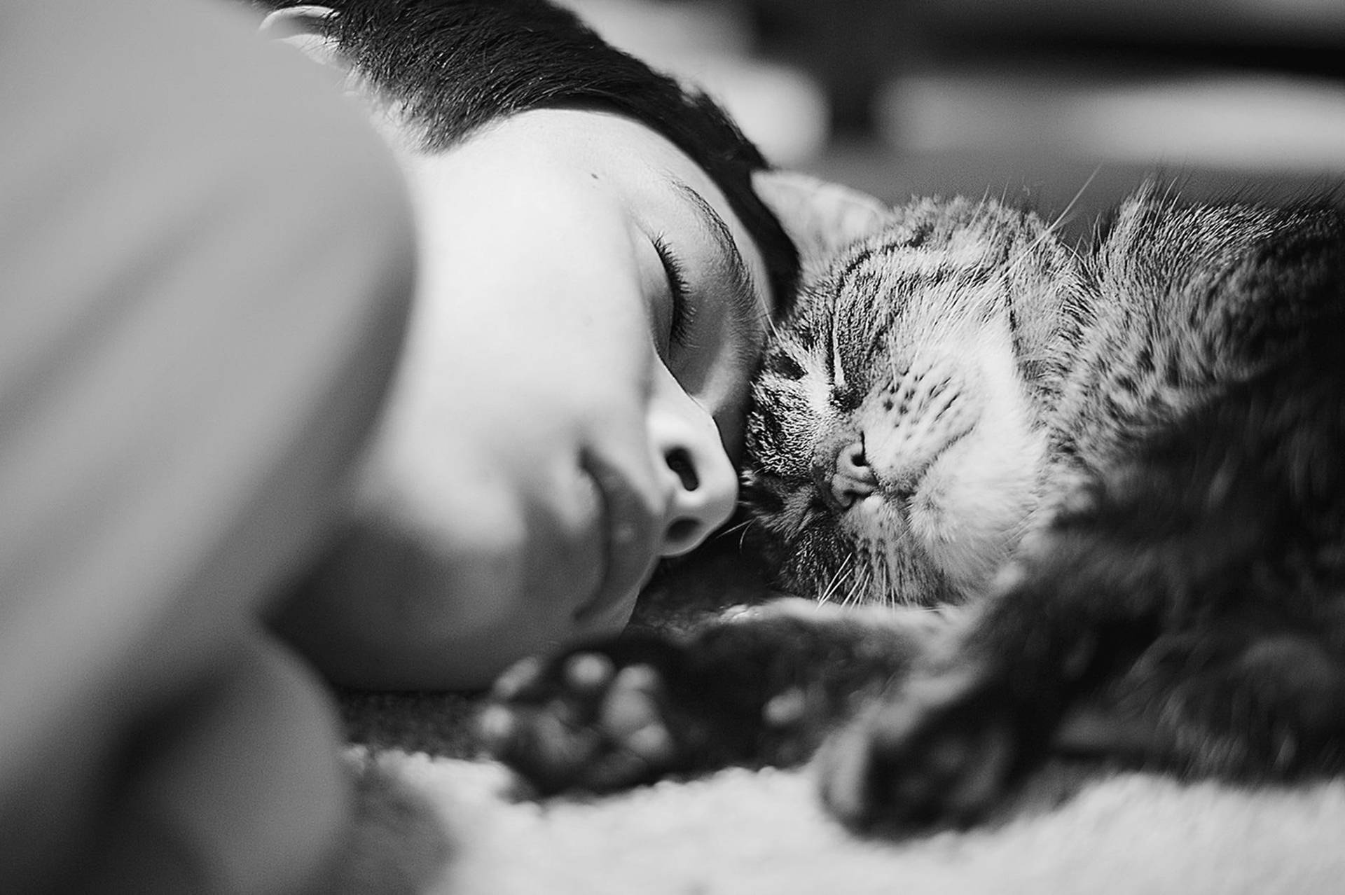 Cute Cat Love Human Nap Wallpaper