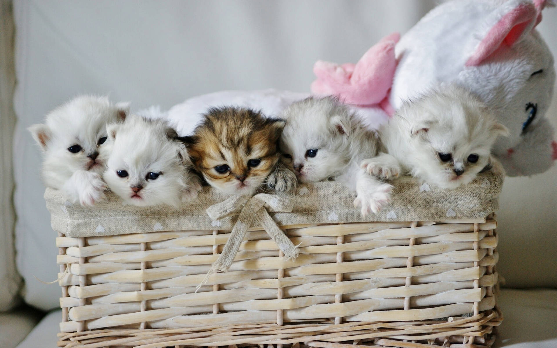 Free Cute Cat Love Wallpaper Downloads, [100+] Cute Cat Love Wallpapers for  FREE 