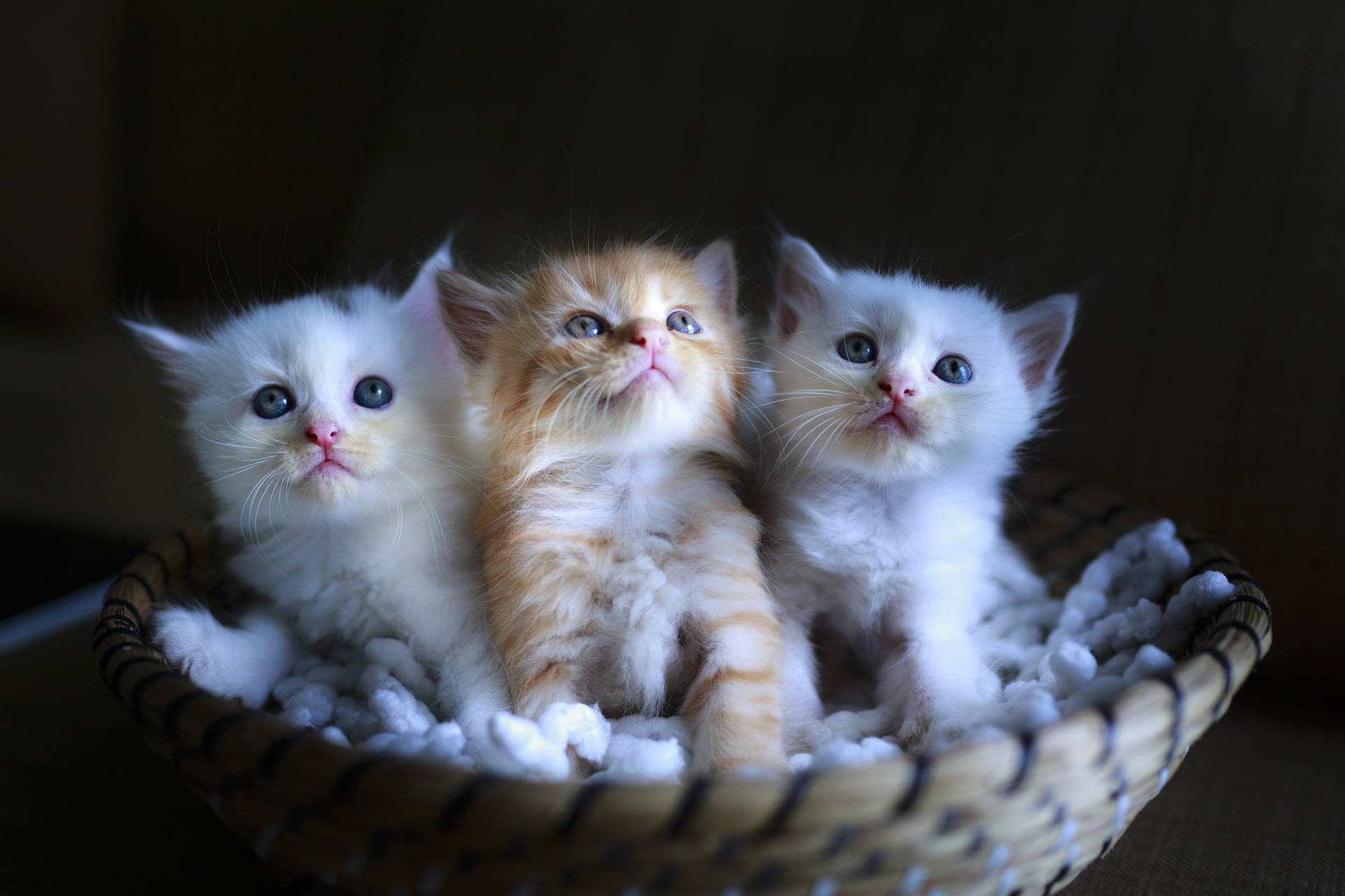 Cute Cat Love Kitten Group Wallpaper