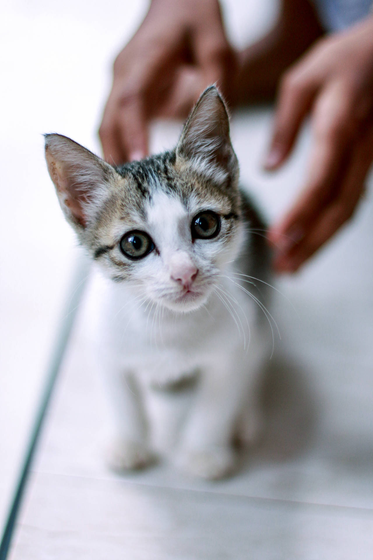 Download Cute Cat Love Kitten Wallpaper | Wallpapers.com