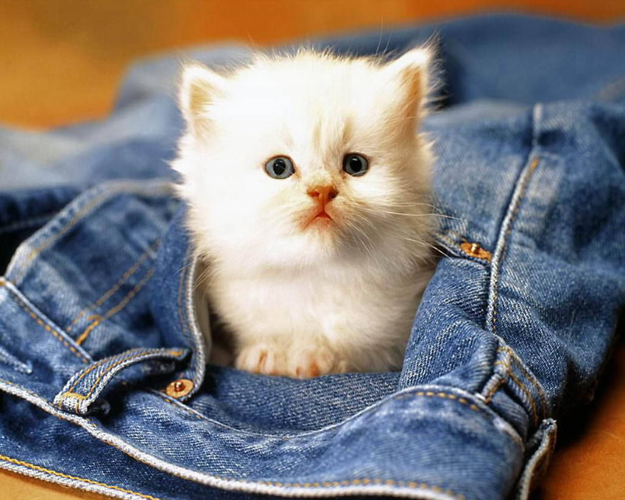Download Cute Cat Love Pocket Wallpaper 