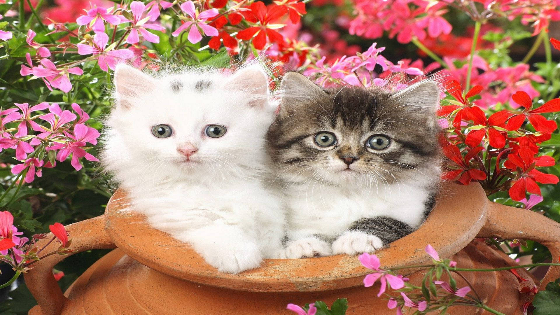 Cute Cat Love Pot Wallpaper