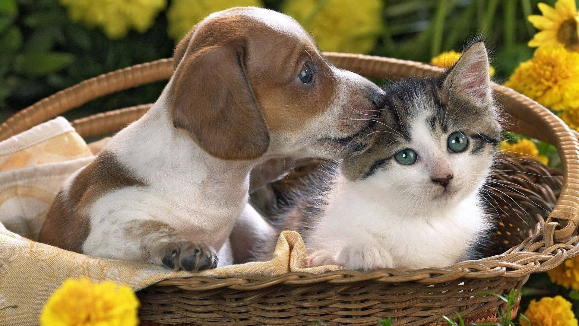 Cute Cat Love Pup Wallpaper