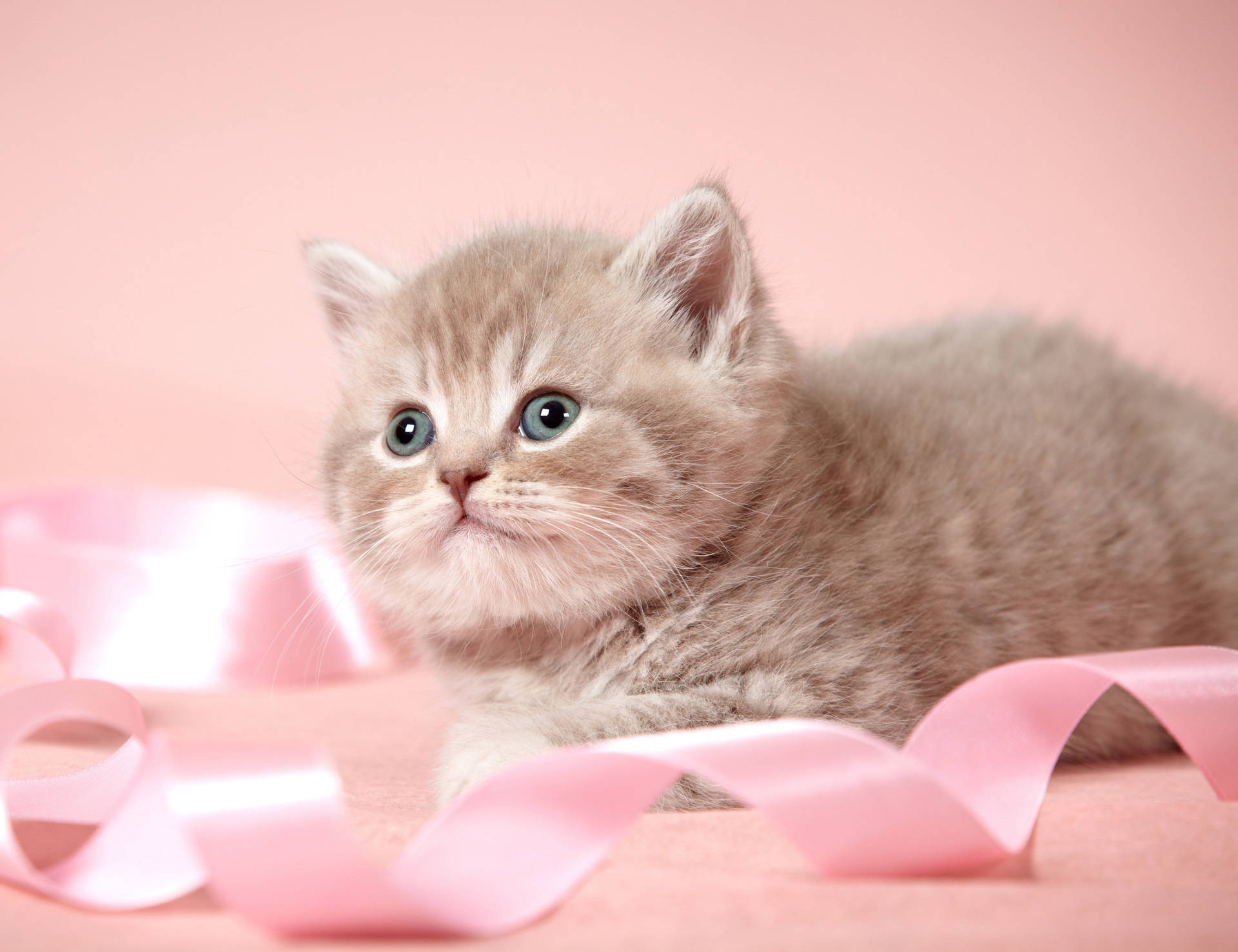 Cute Cat Love Ribbon Wallpaper