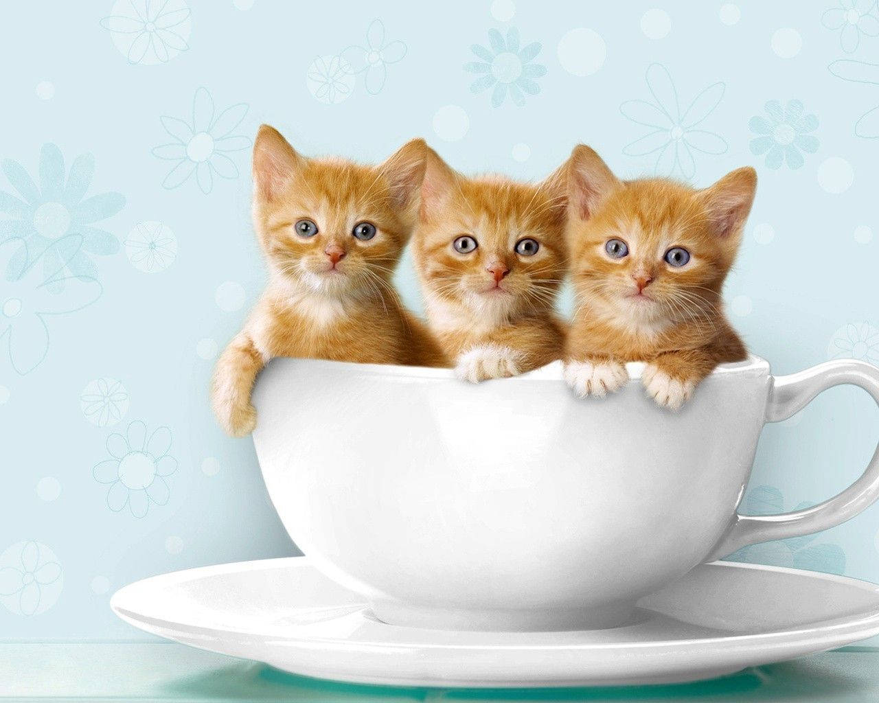 Download Cute Cat Love Teacup Wallpaper 