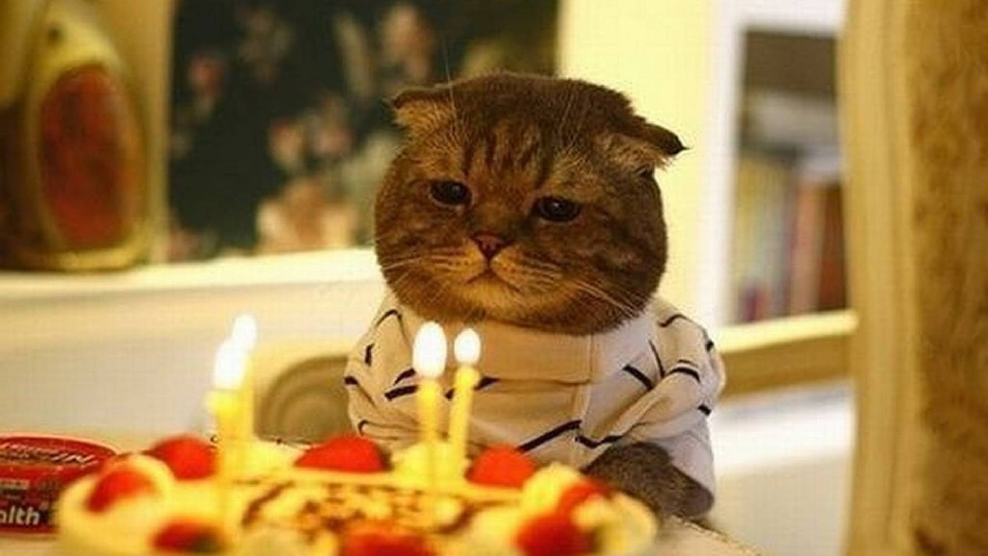 Cute Cat Meme For My Birthday