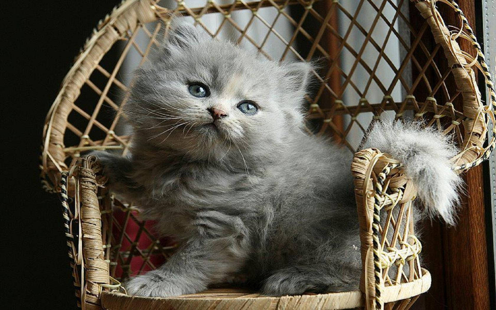 Cute Cat On Chair Background