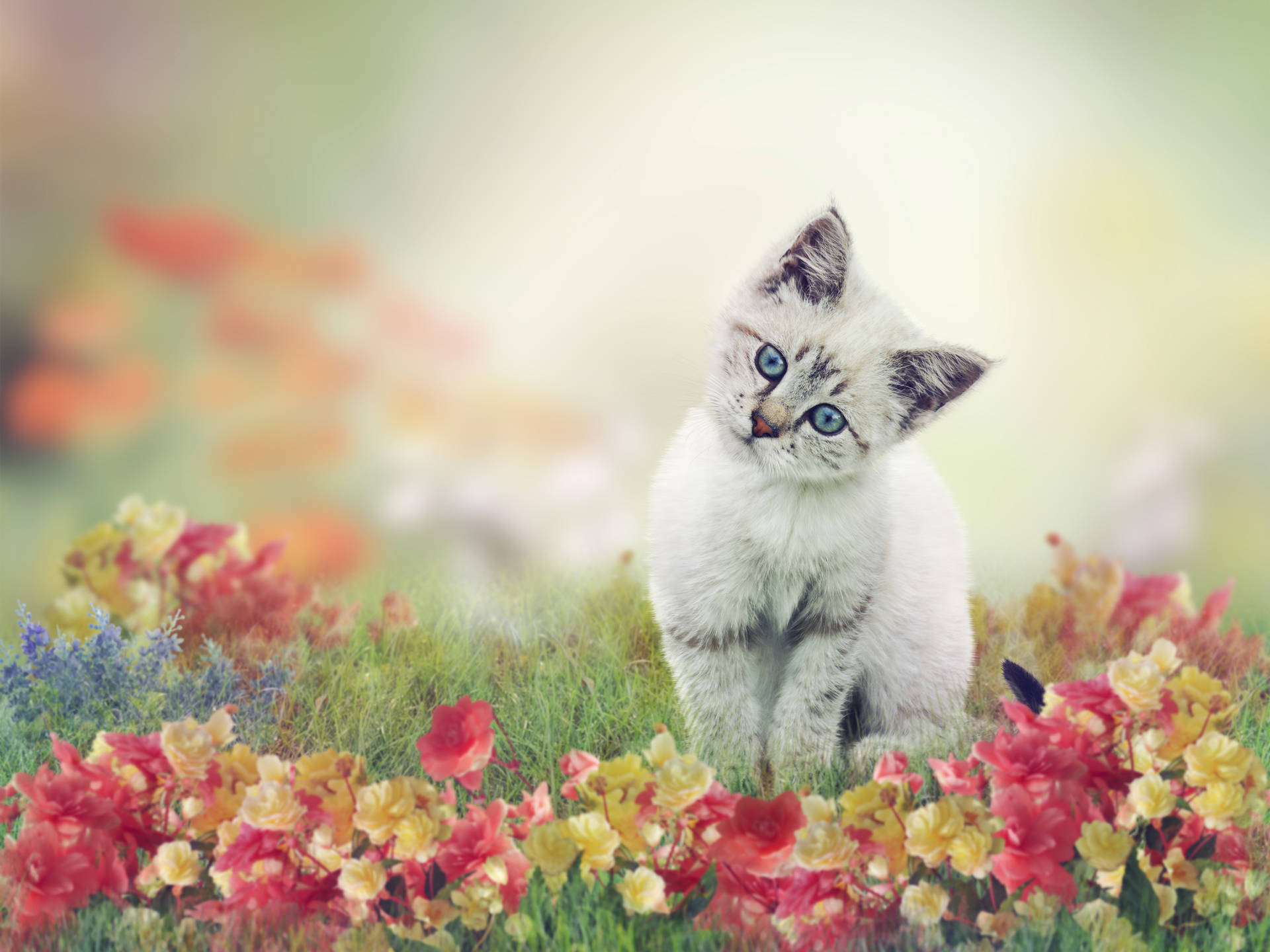 Cute Cat On Flower Field Background