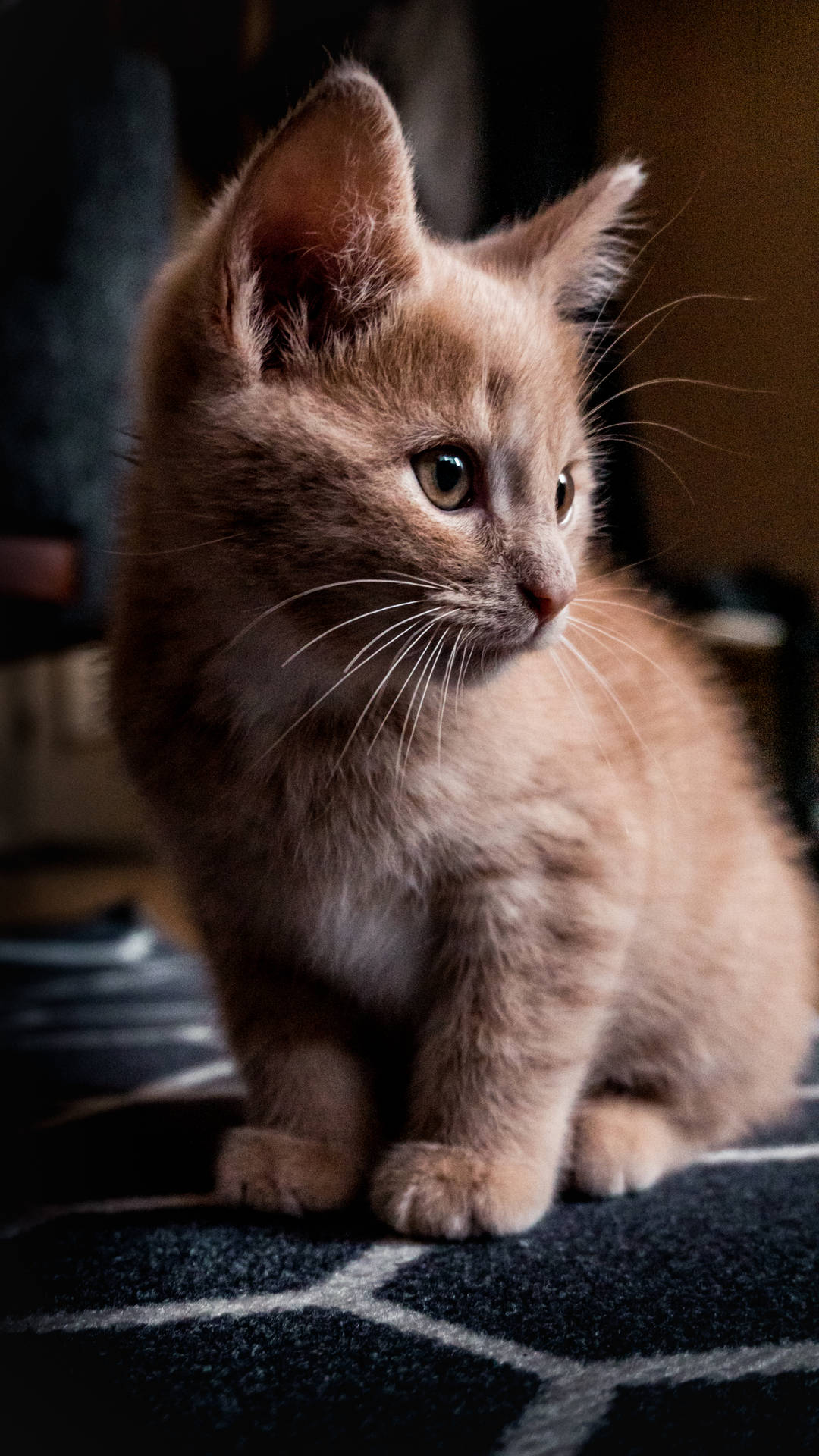 Cute Cat Orange Background