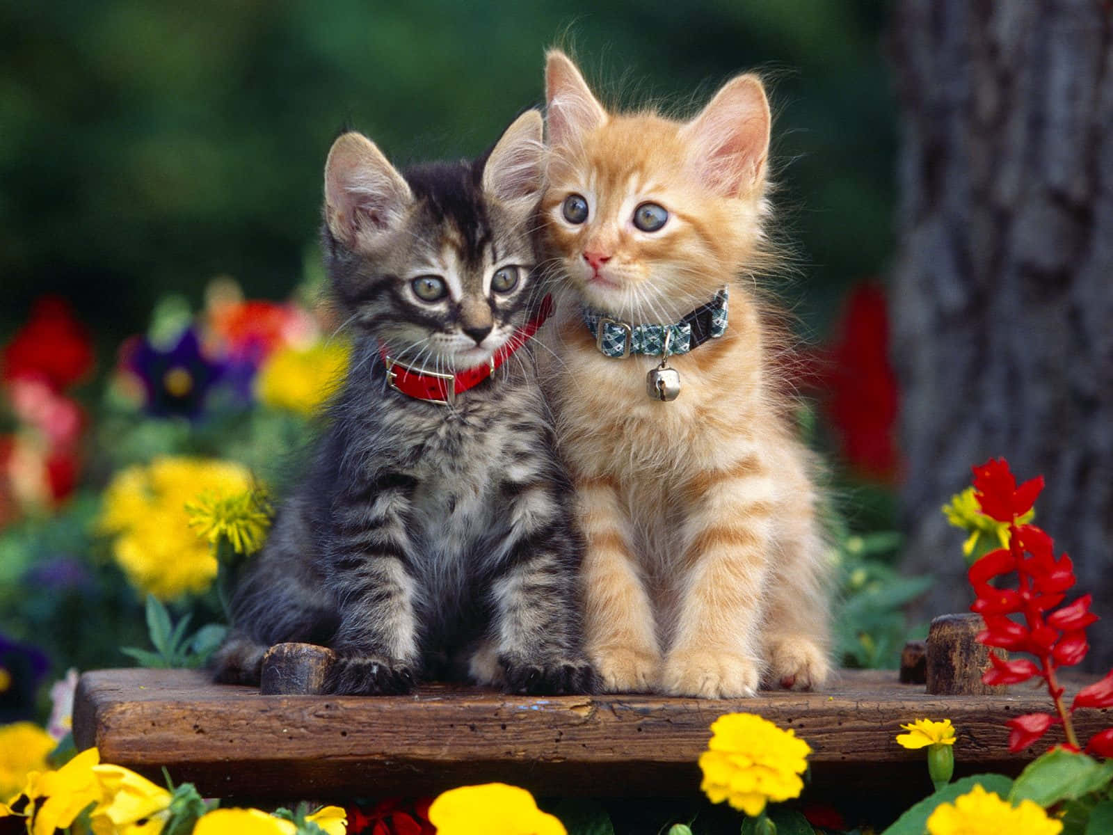 Sødtbillede Af Katte Og Blomster