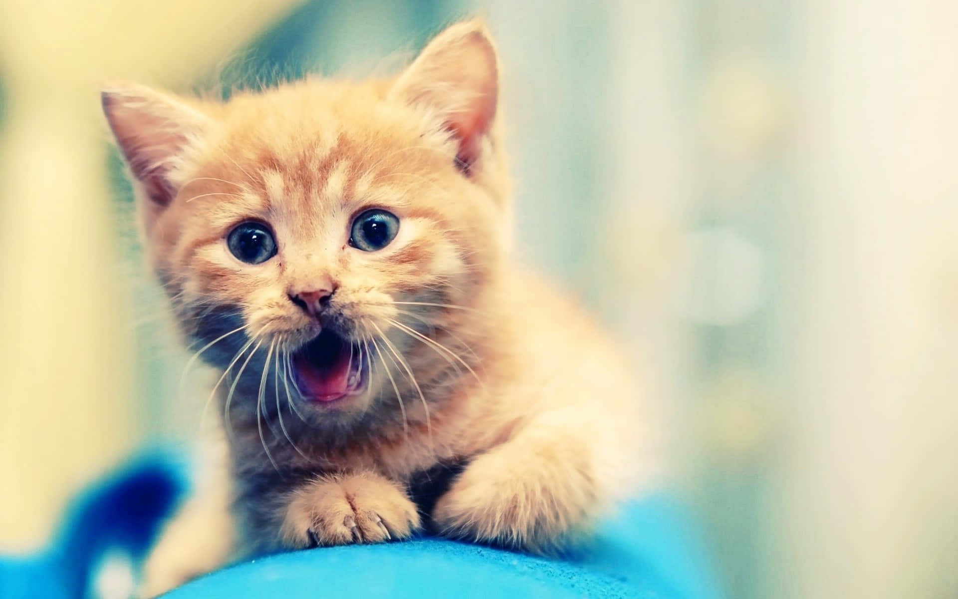 Small Yellow Cute Cat Picture