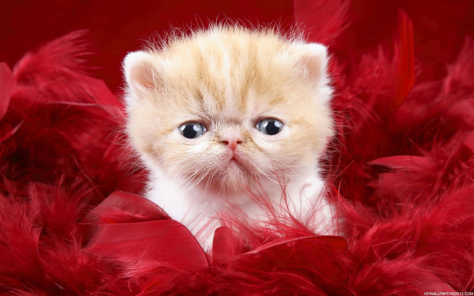 Cute Cat On Red Feathers Picture