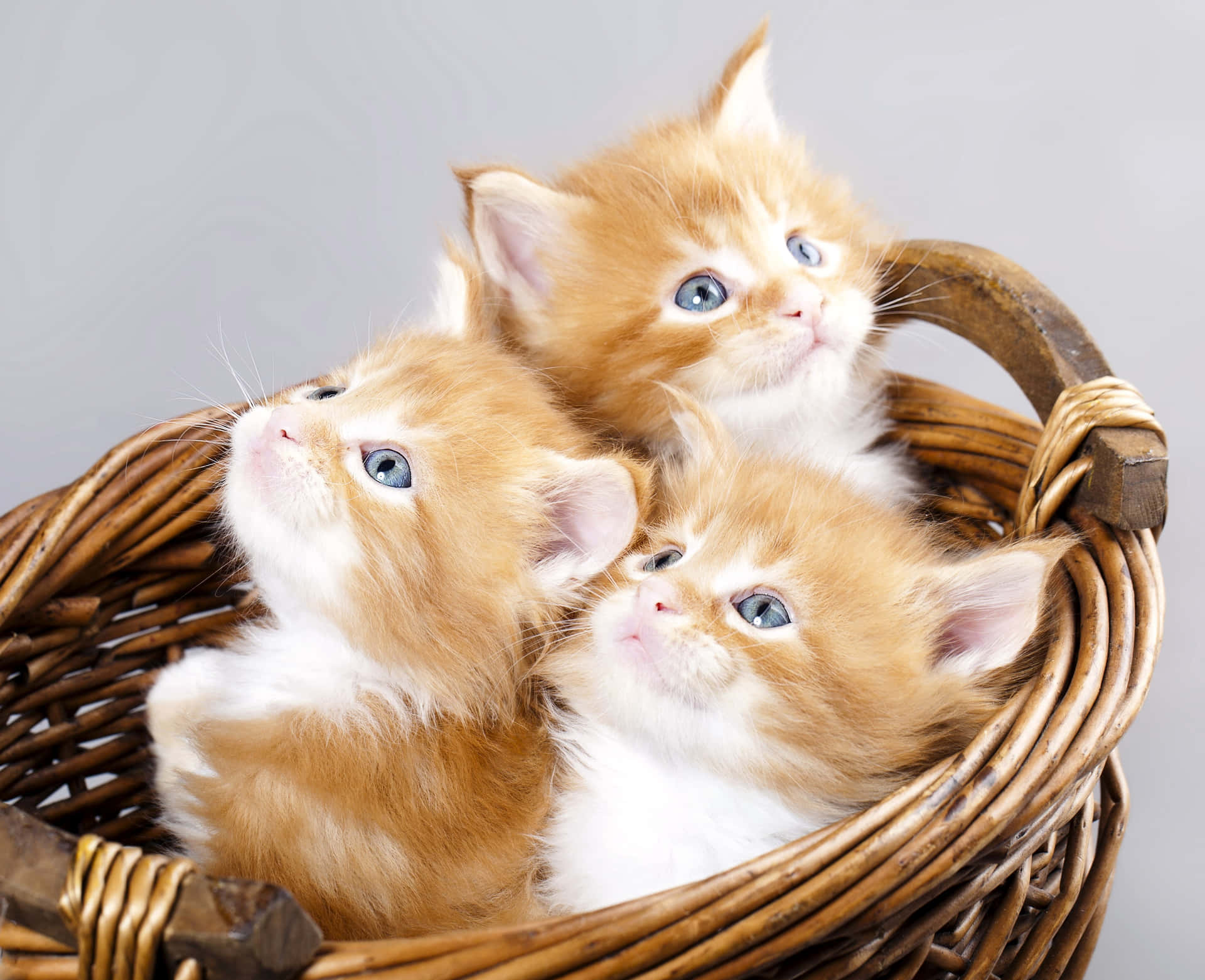 Cute Cats In Wooden Basket Picture