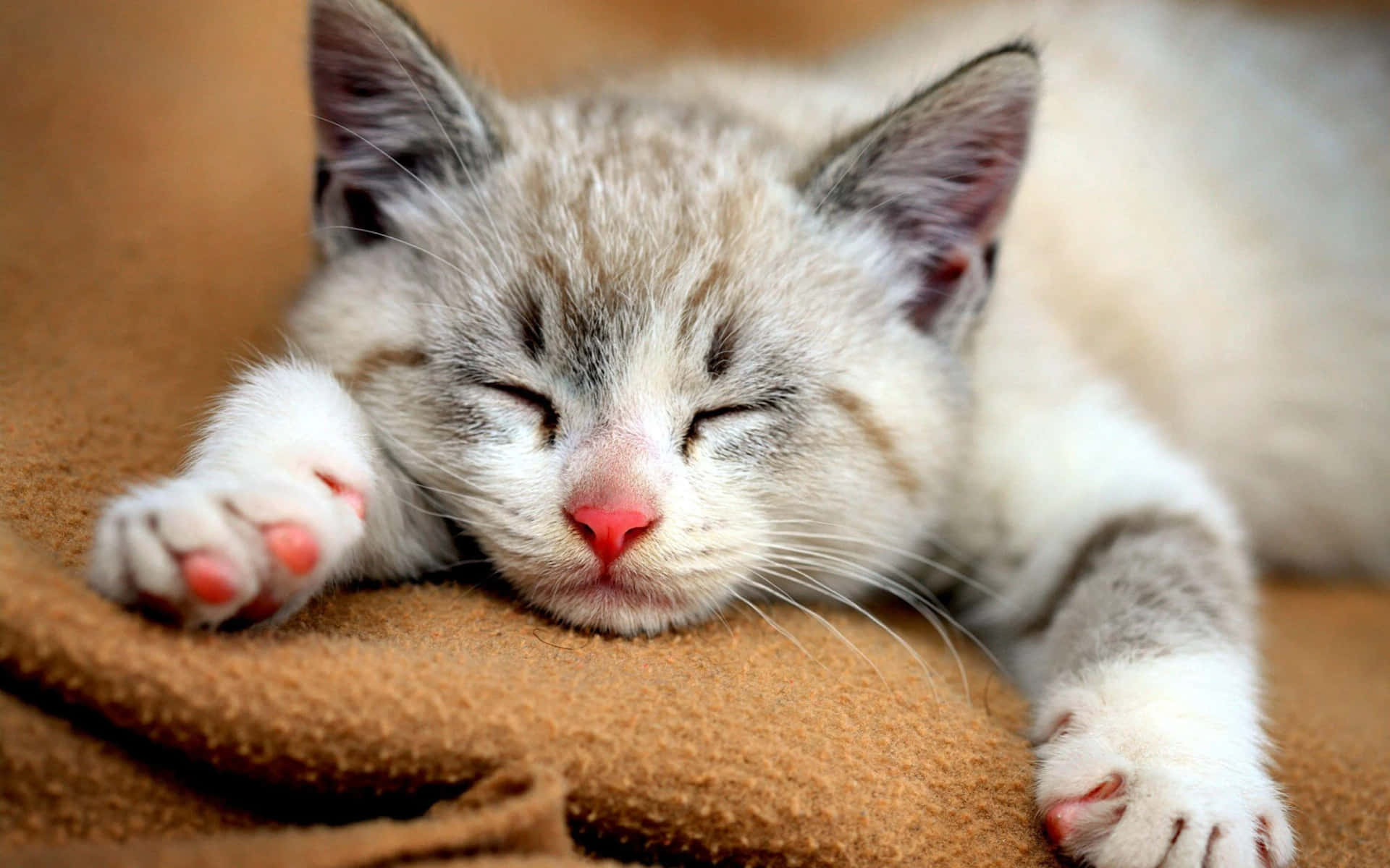 Schlafendesgraues Katzenbild
