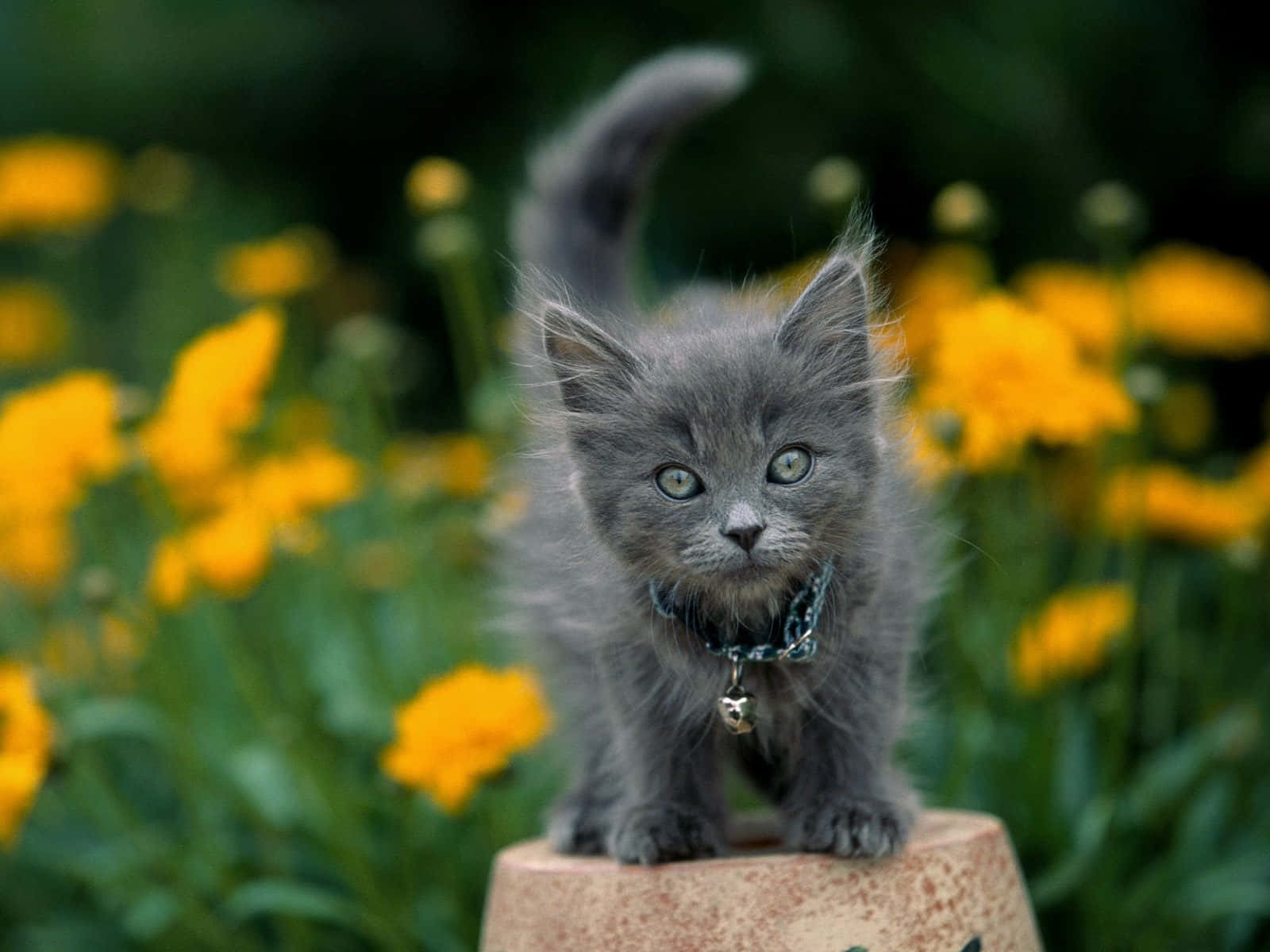 Cute Gray Cat With Flowers Picture