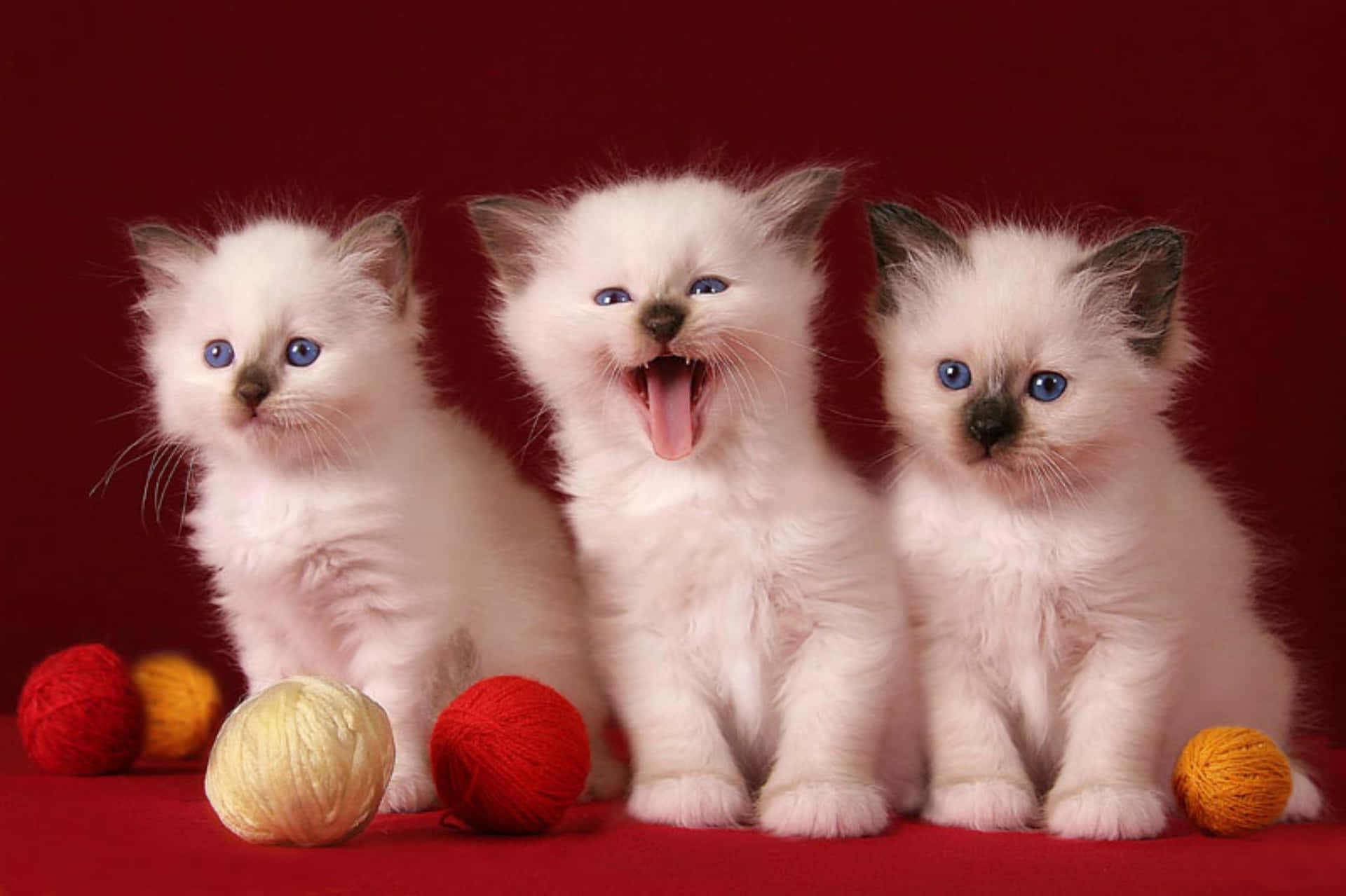 700+] Cute Cat Pictures | Wallpapers.com