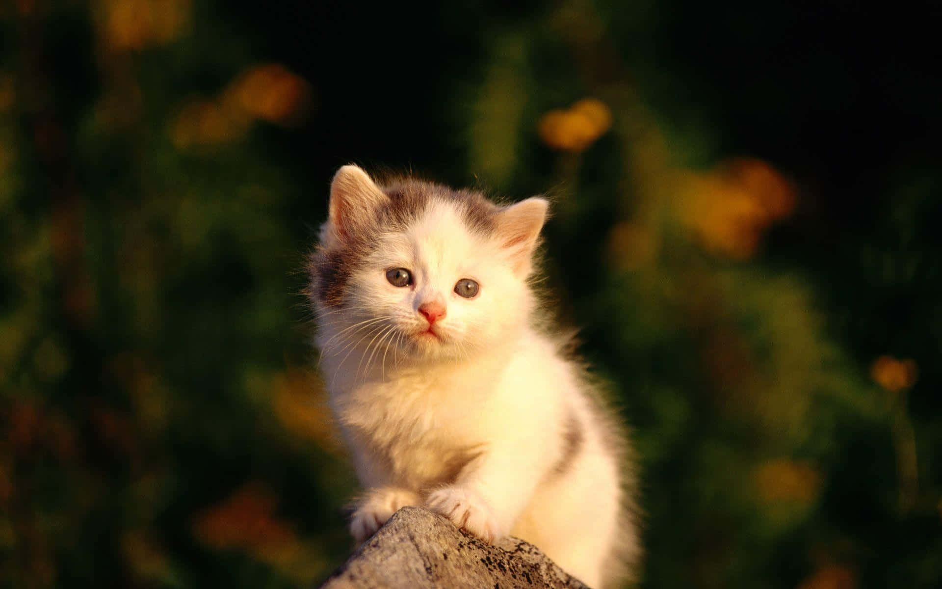 Sötbild På En Vit Turkisk Katt